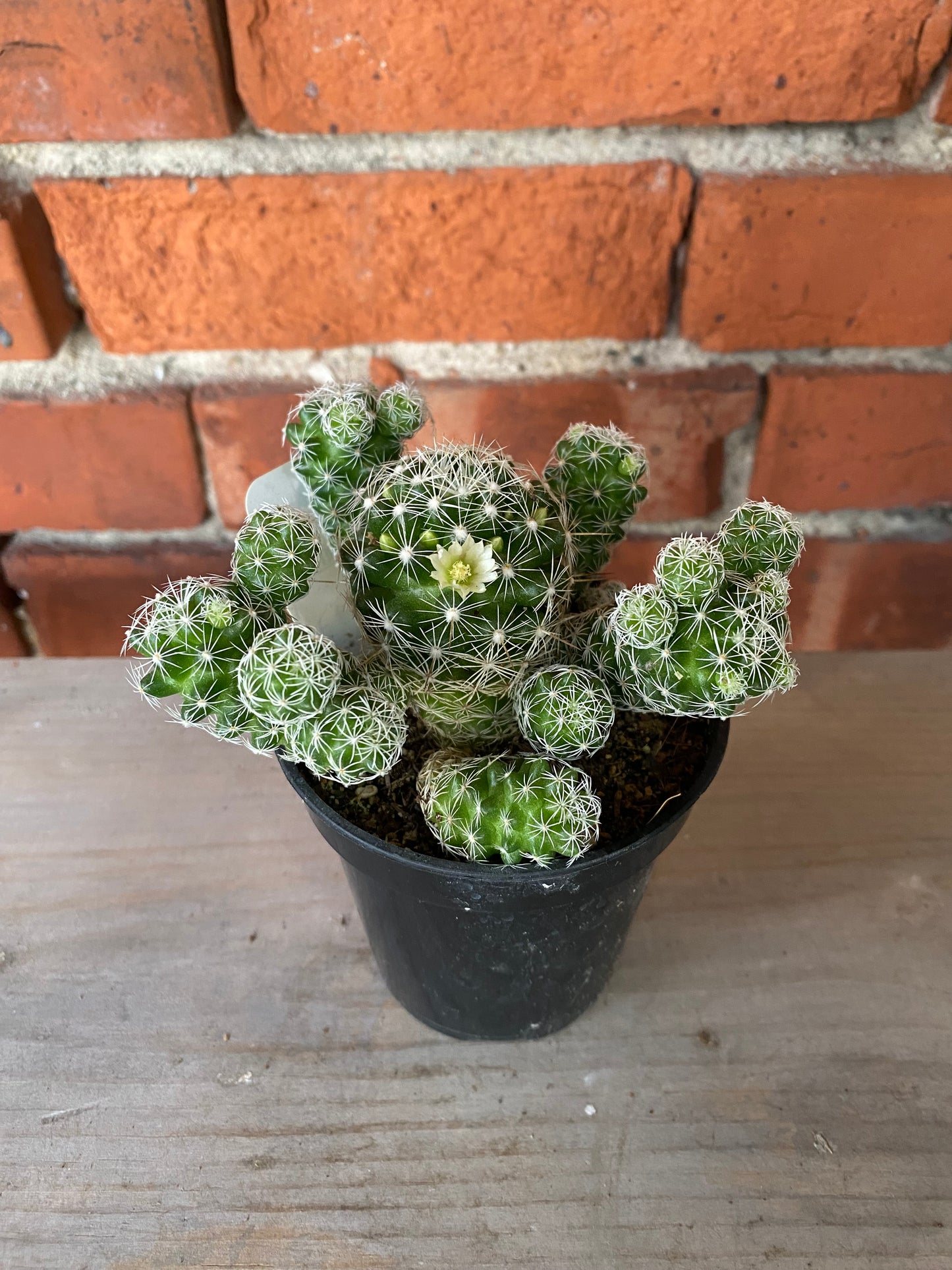 Mammillaria fragilis 'Thimble Cactus'