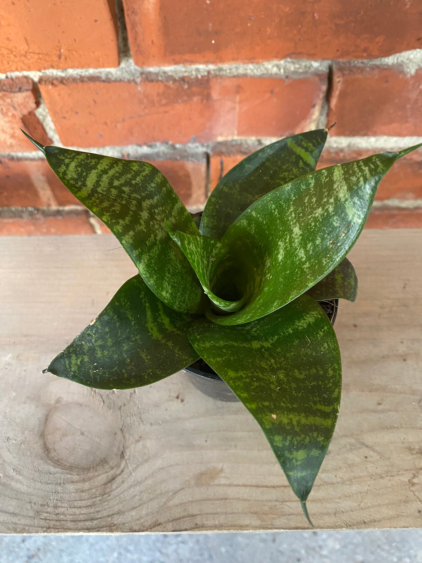 Sansevieria 'Star power Forest'
