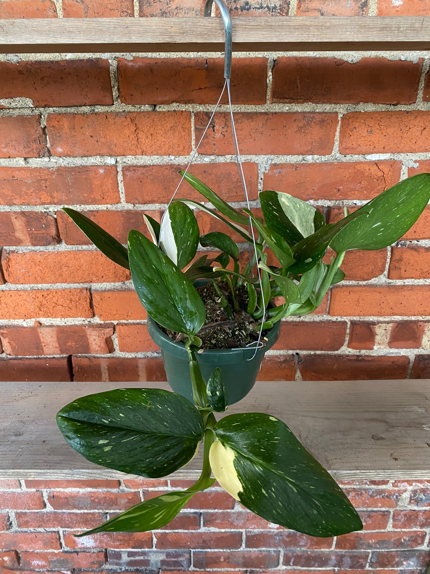 Monstera standleyana 'Albo'