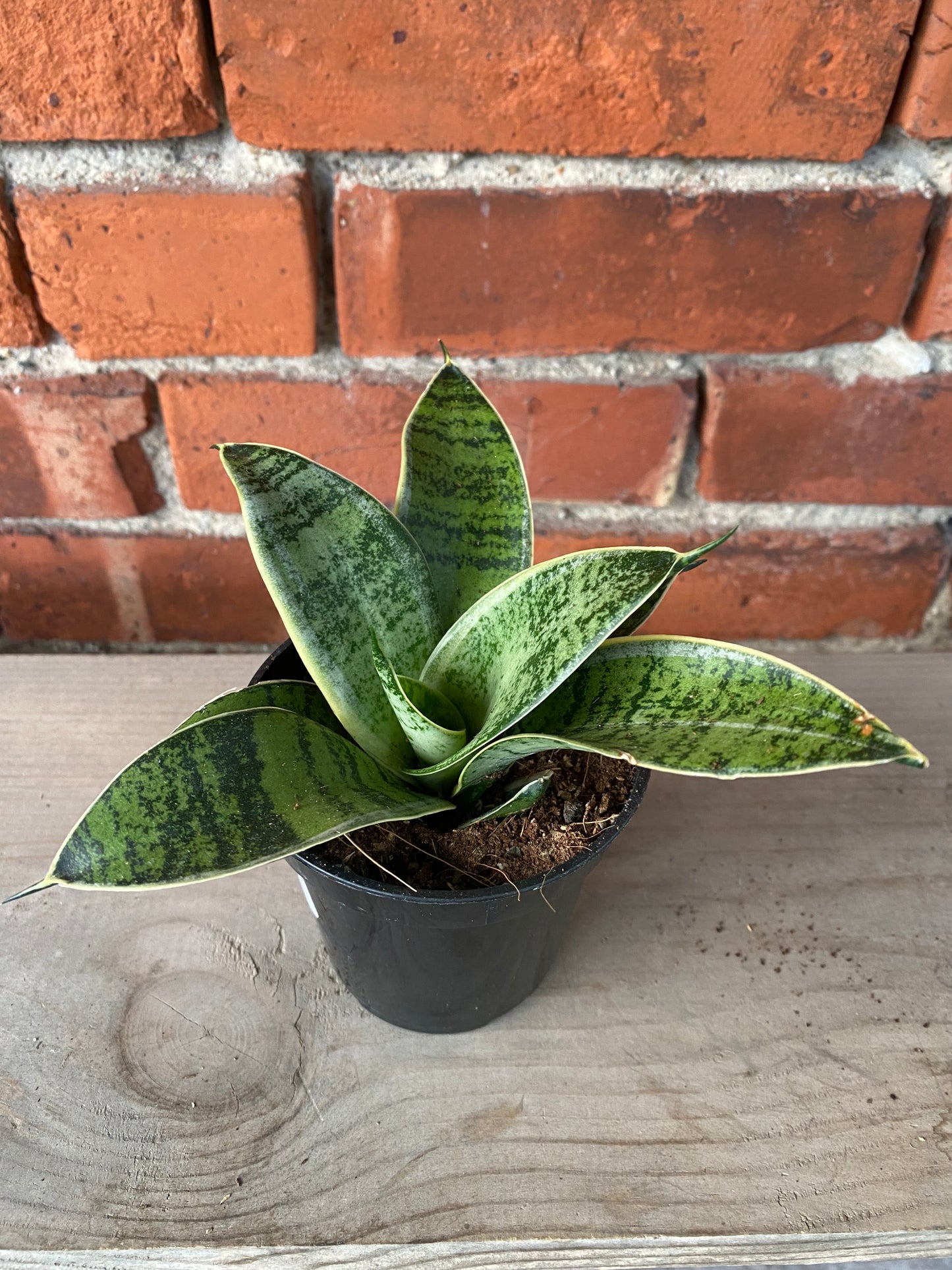 Sansevieria 'Star Power Silver'
