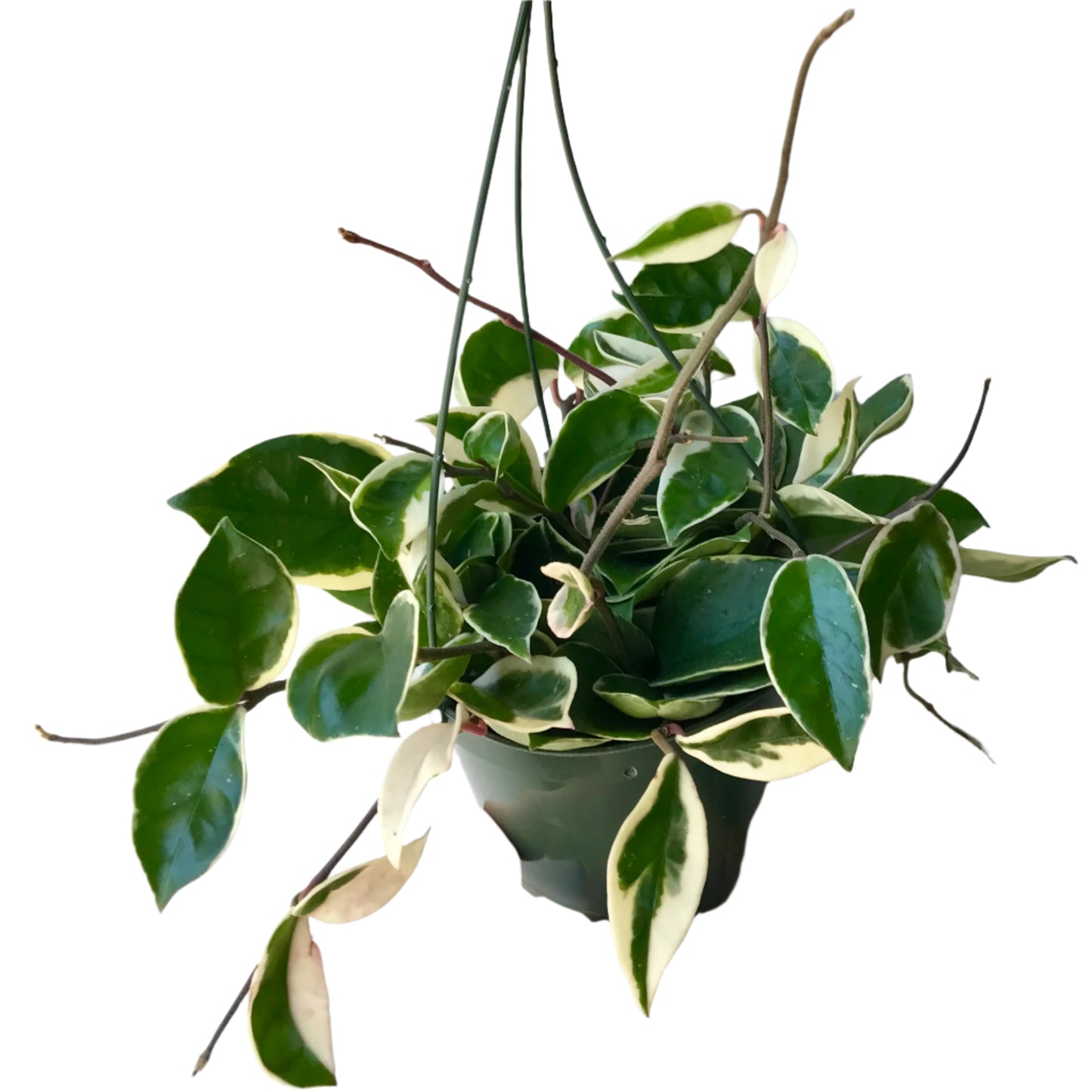 Hoya Carnosa 'Krimson Queen'