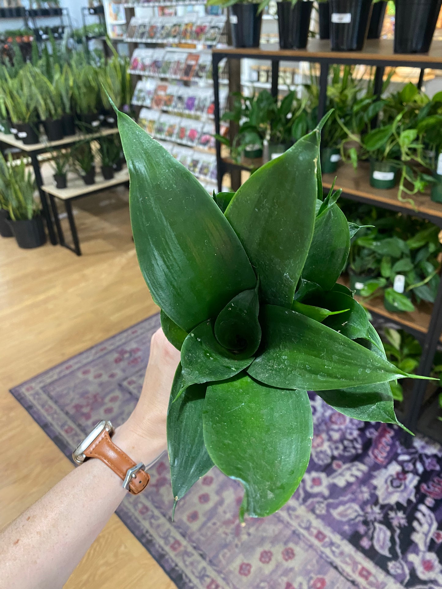 Sansevieria Hahnii 'Black Snake Plant' - 4.5" Pot