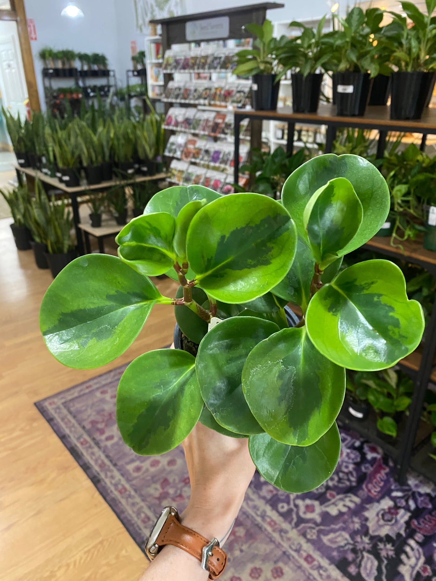 Peperomia 'Lemon Lime' - 4.5" Pot