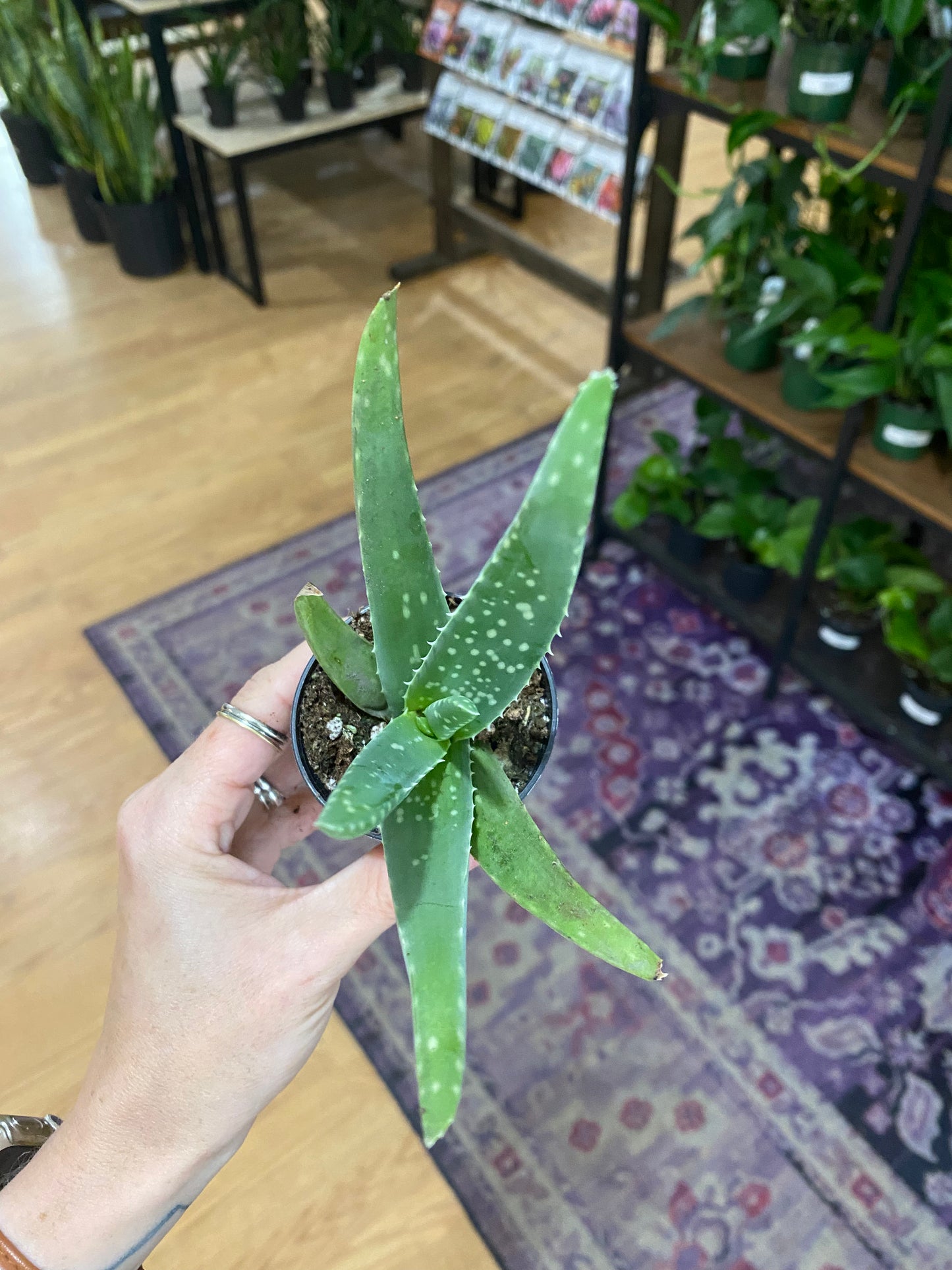 Aloe barbadensis miller 'Aloe Vera'