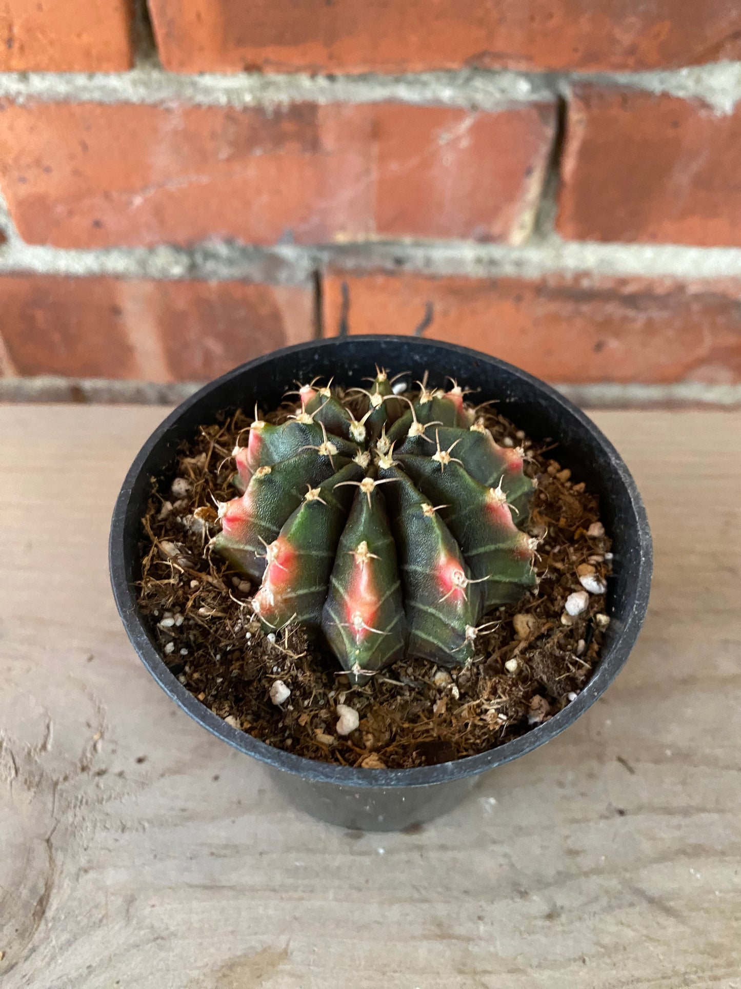 Gymnocalycium mihanovichii 'Chin Cactus'