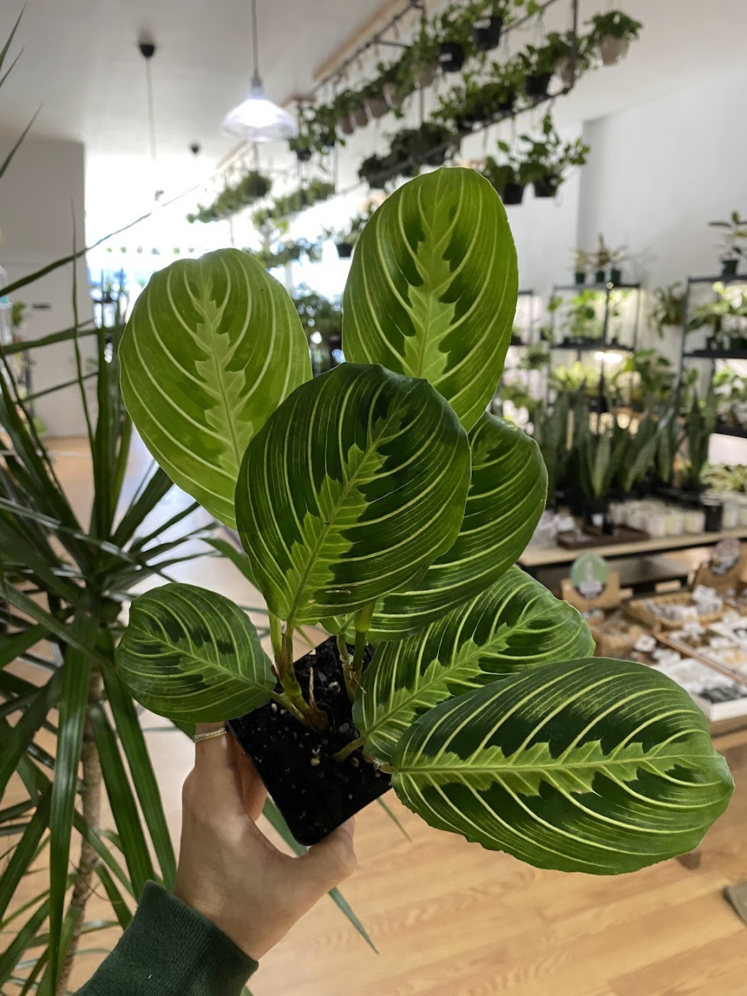 prayer lemon plant Maranta 'Lemon Lime Prayer Plant' – Snakeroot Botanicals