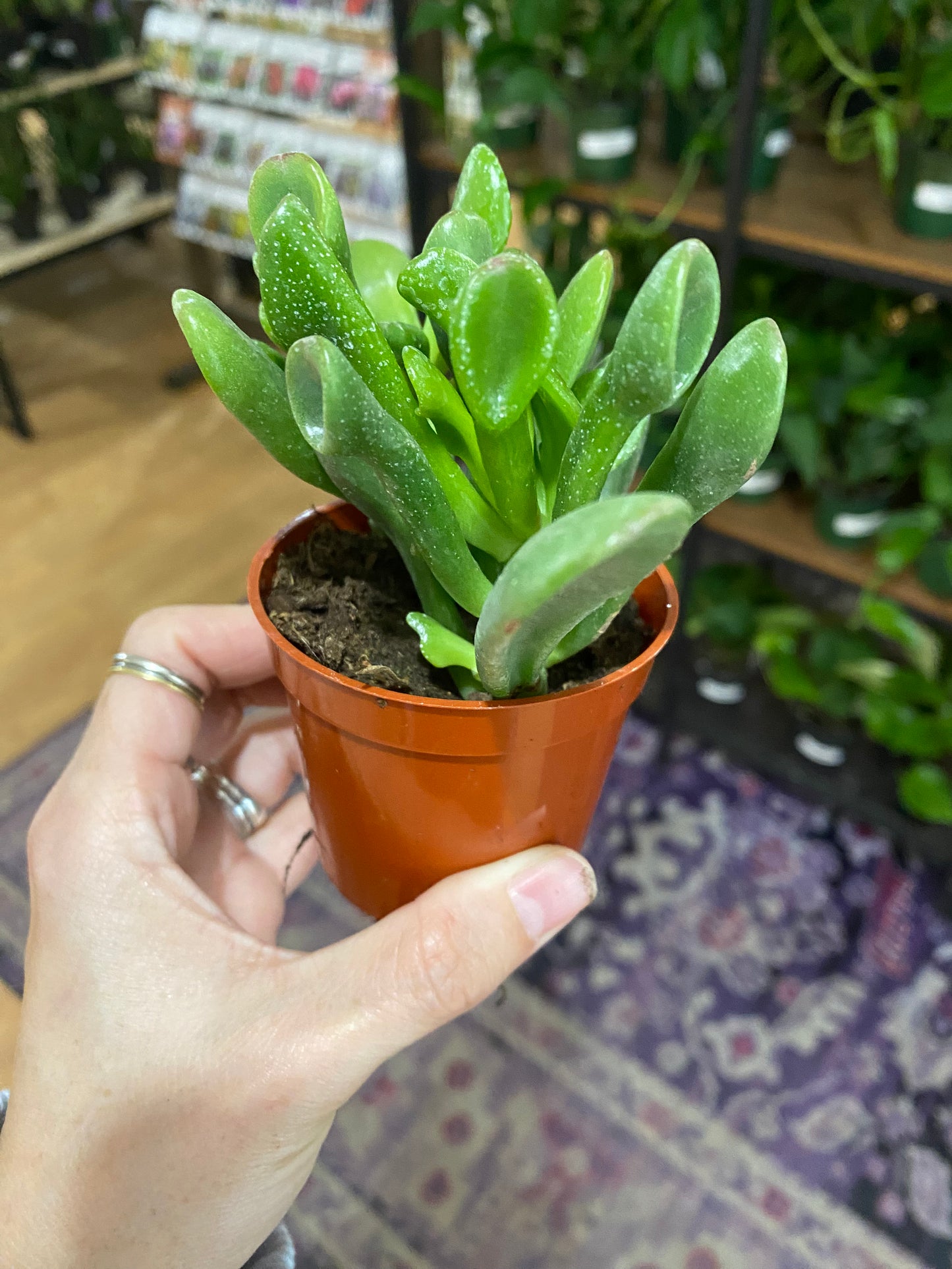 Crassula ovata ‘Shrek Ears' - 2.5" Pot