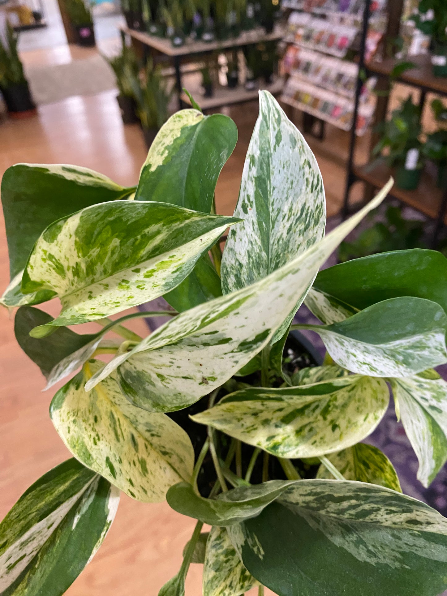 Epipremnum aureum 'Pothos Marble Prince' - 4.5" Pot