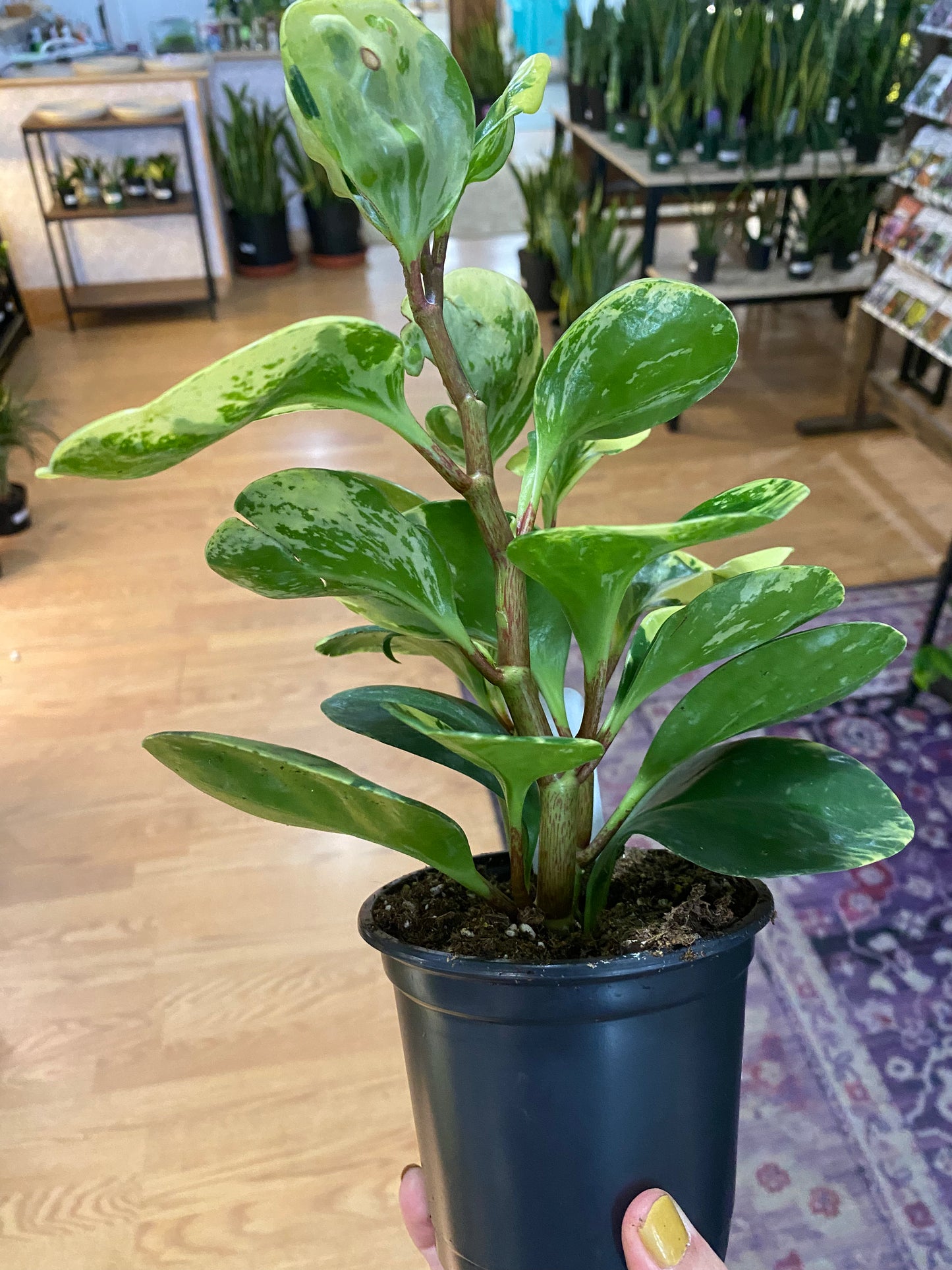 Peperomia obtusifolia 'Marble'