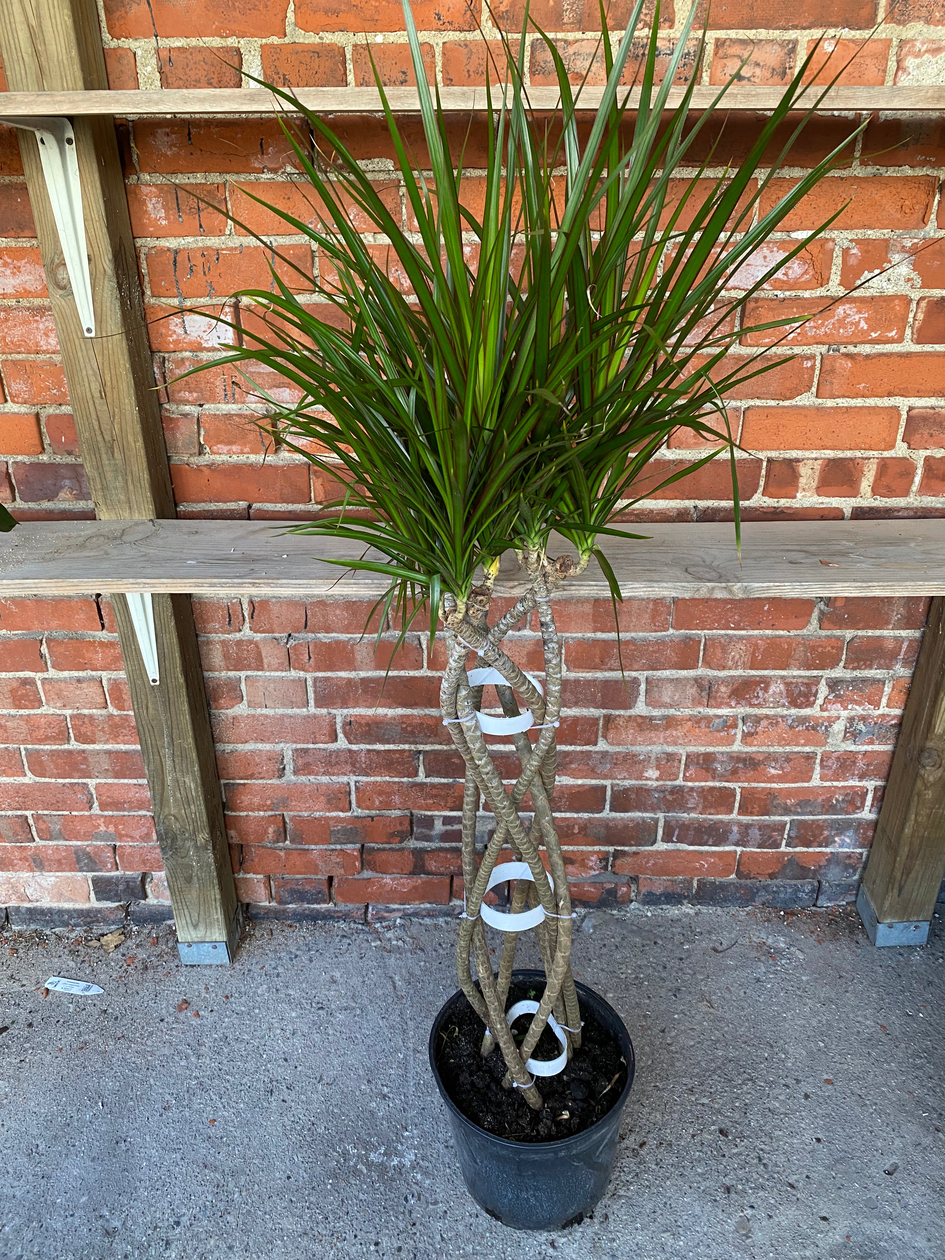dracaena marginata braided Dracaena marginata 'Green' – Snakeroot Botanicals