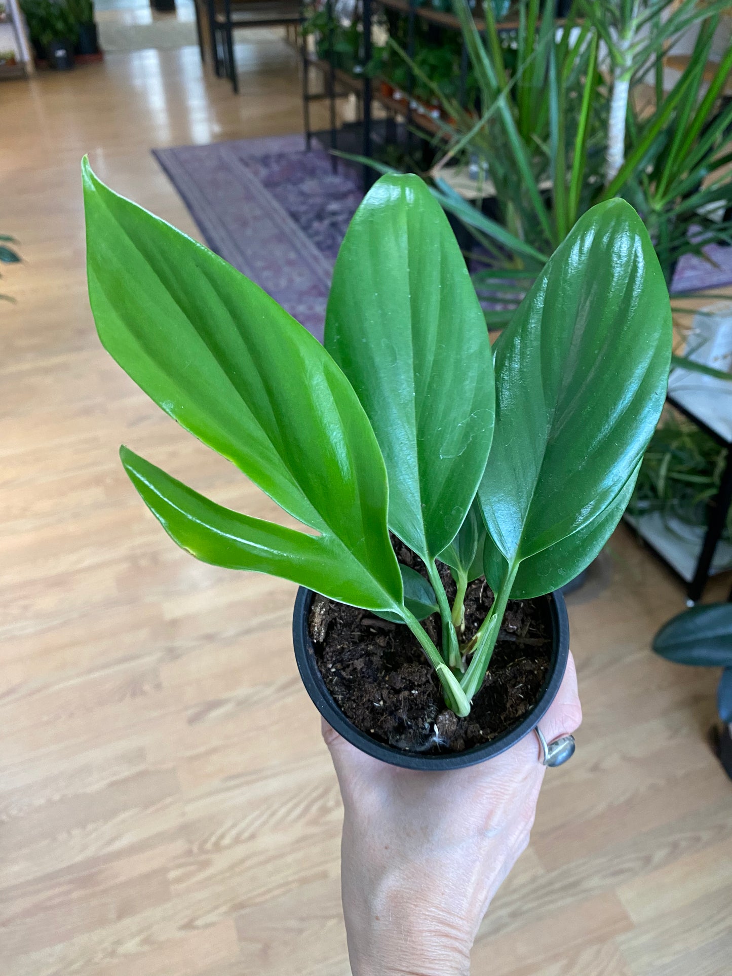 Rhaphidophora decursiva 'Dragon Tail' - 4" Pot