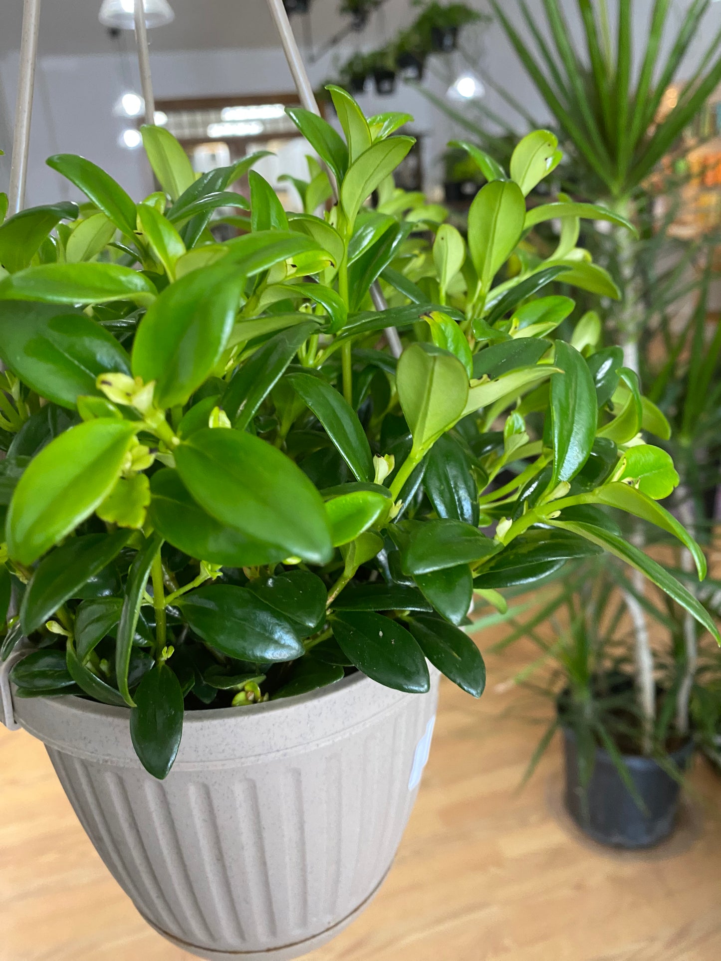 Nematanthus 'Goldfish Plant'