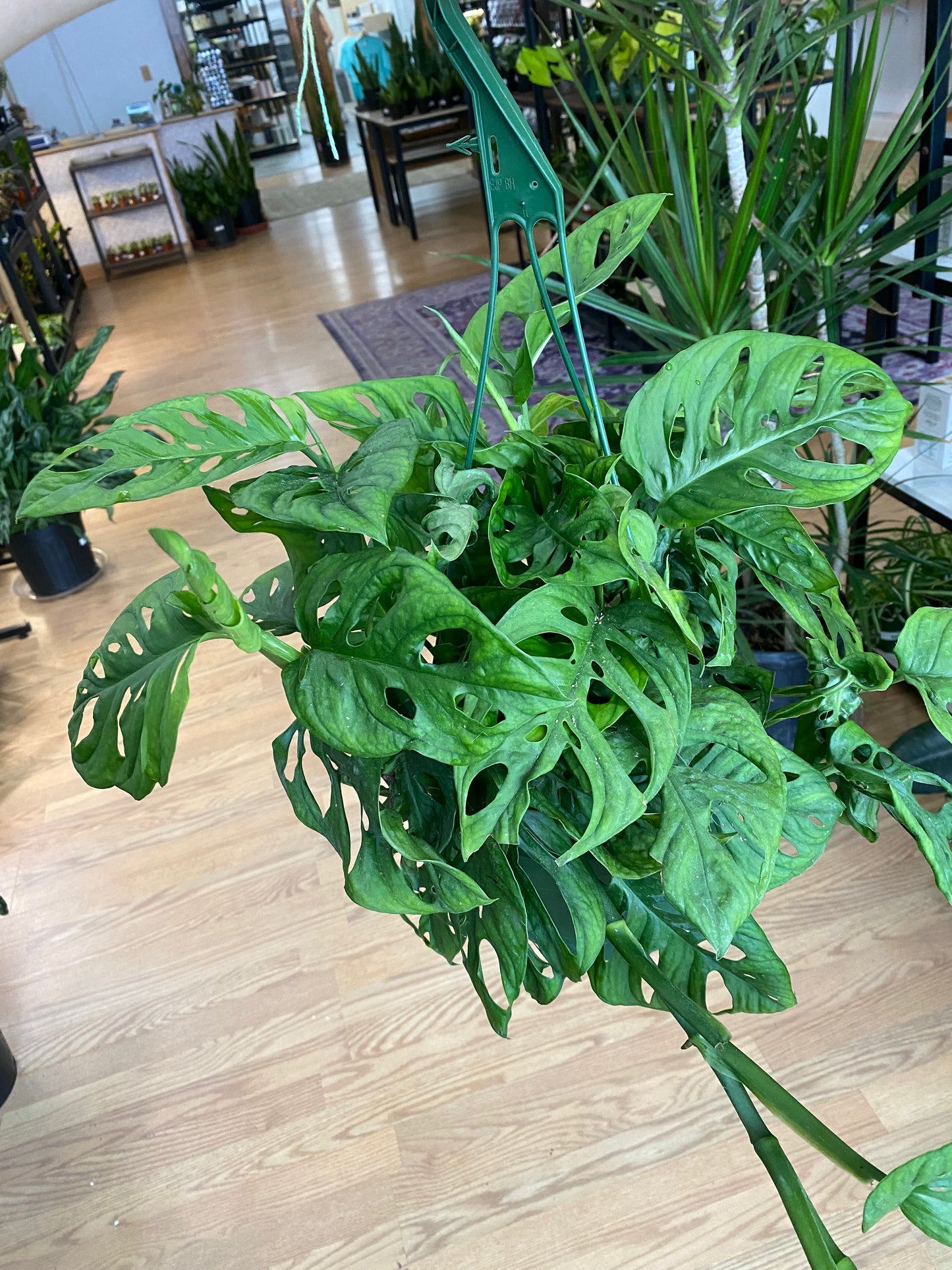 Monstera adansonii 'Swiss Cheese'
