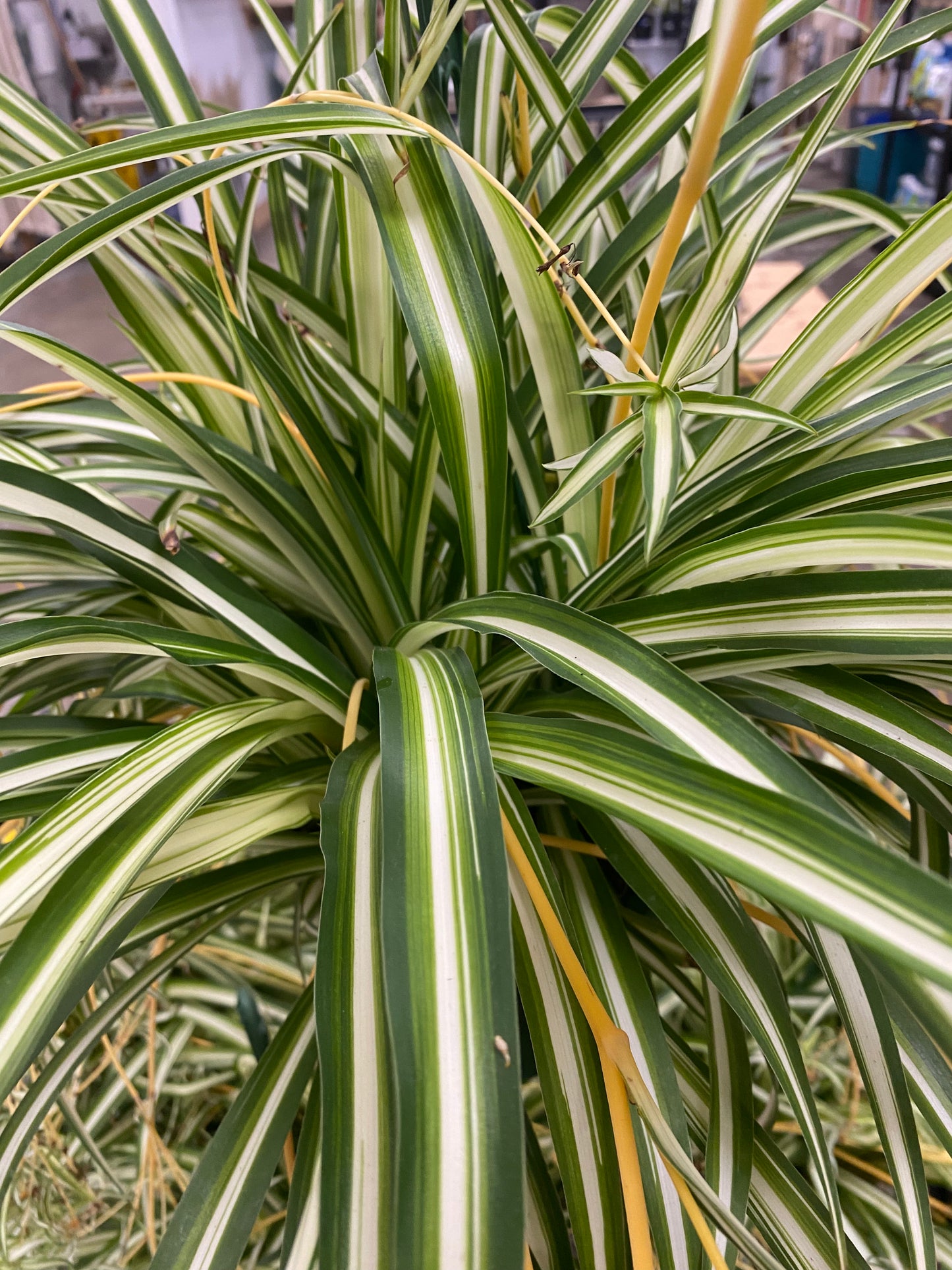 Chlorophytum comosum ‘Variegated Spider Plant’
