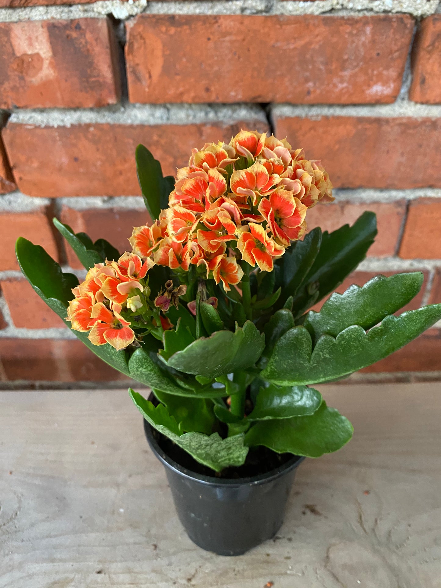 Kalanchoe 'Assorted Flower Colors'