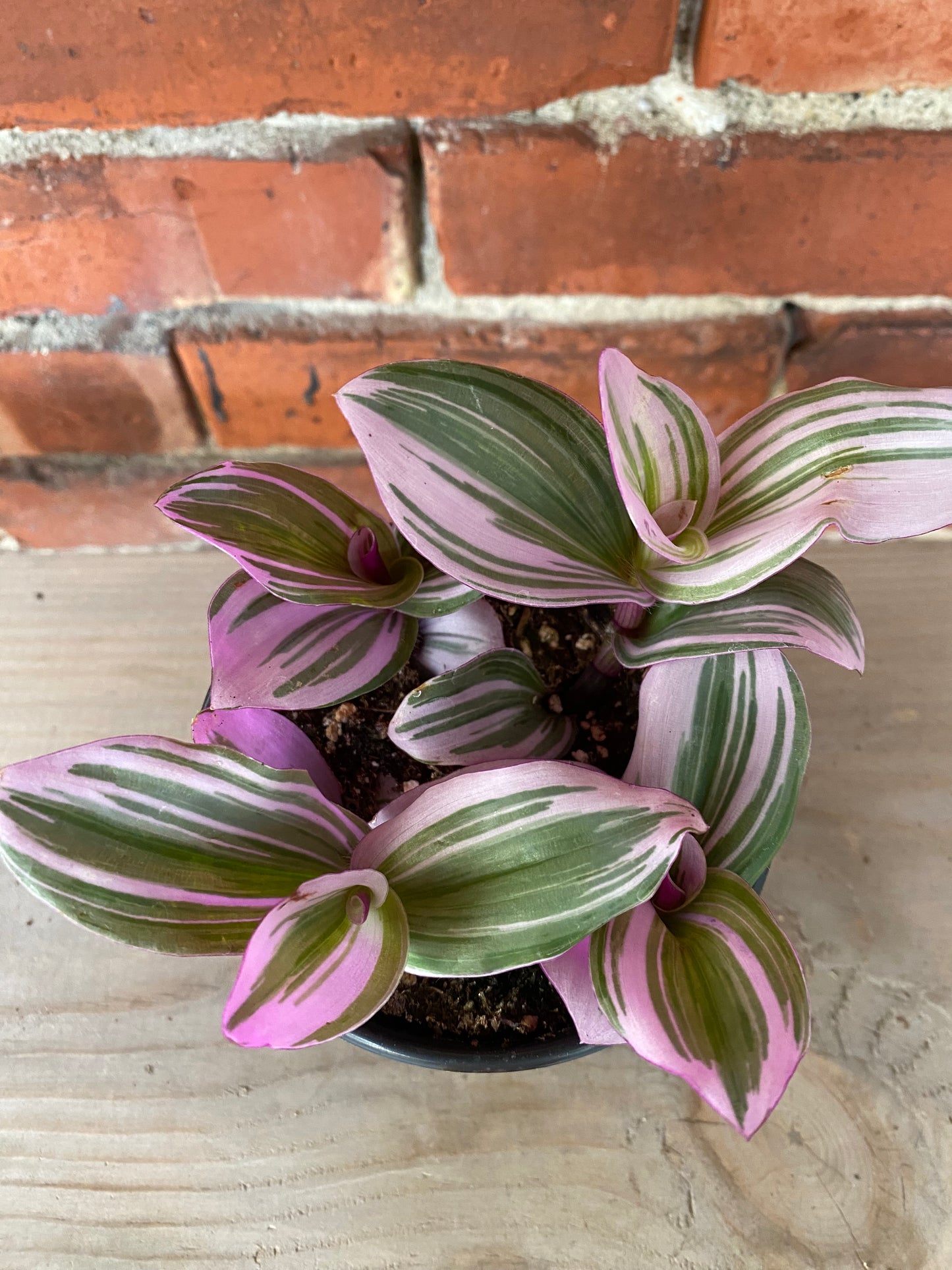 Tradescantia ‘Nanouk’