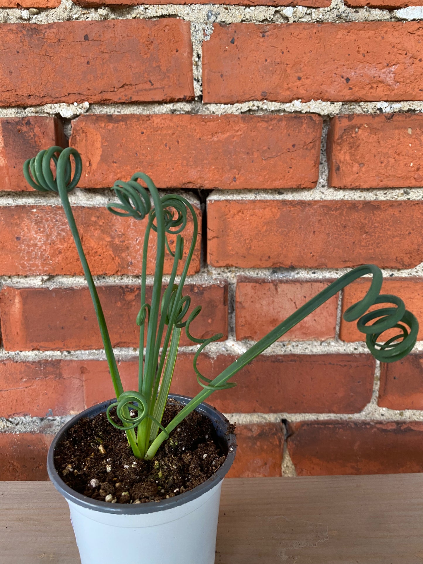Albuca spiralis 'Frizzle Sizzle' - 4" Pot
