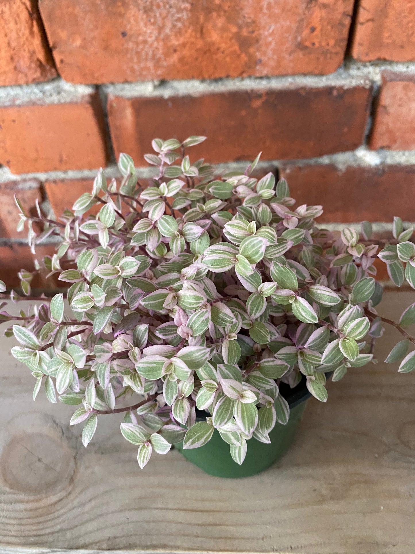 Callisia repens 'Pink Panther'