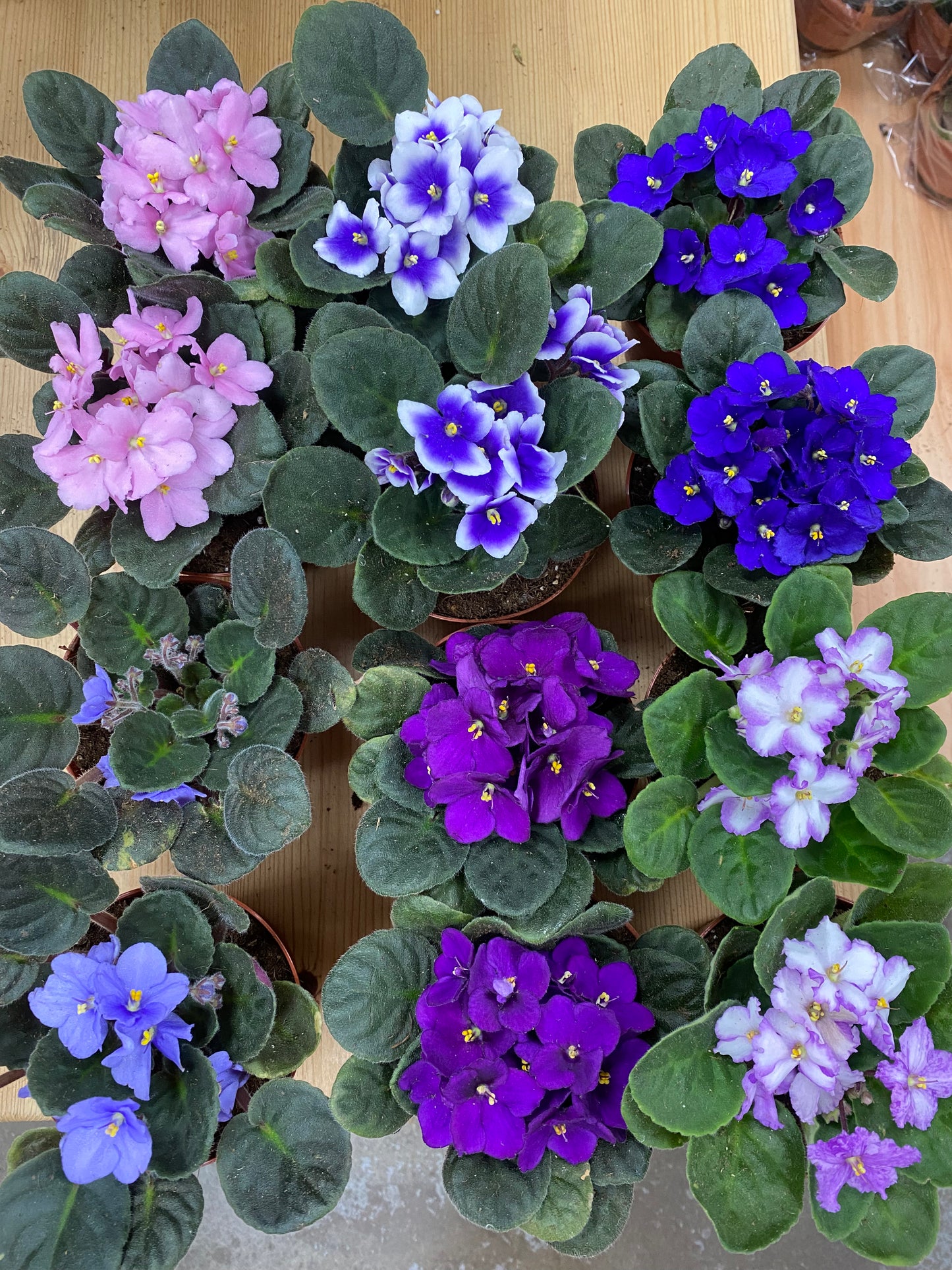 Saintpaulia ‘African Violets’