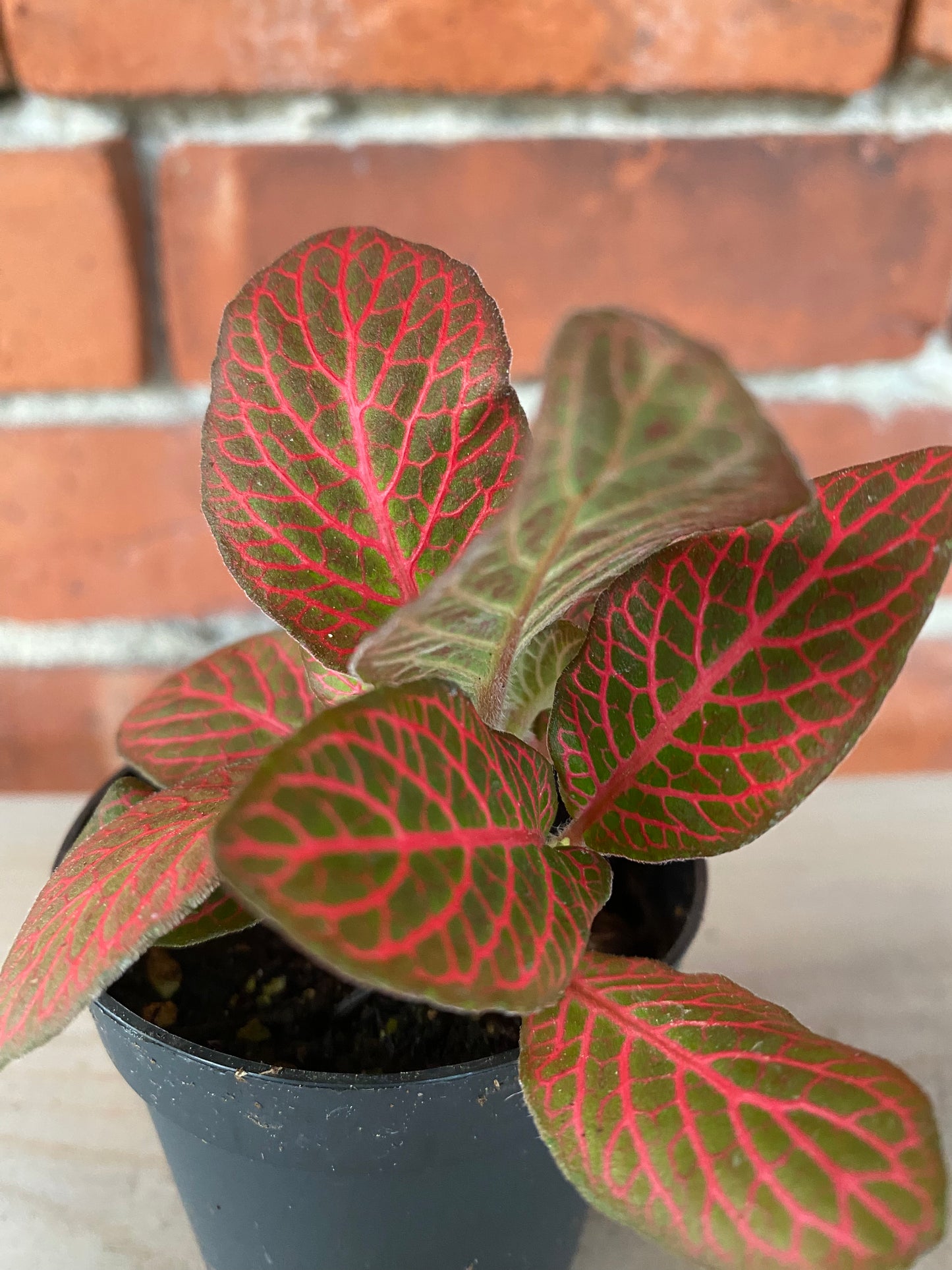 Fittonia albivenis ‘Red Cloud Nerve Plant’ - 3" Pot