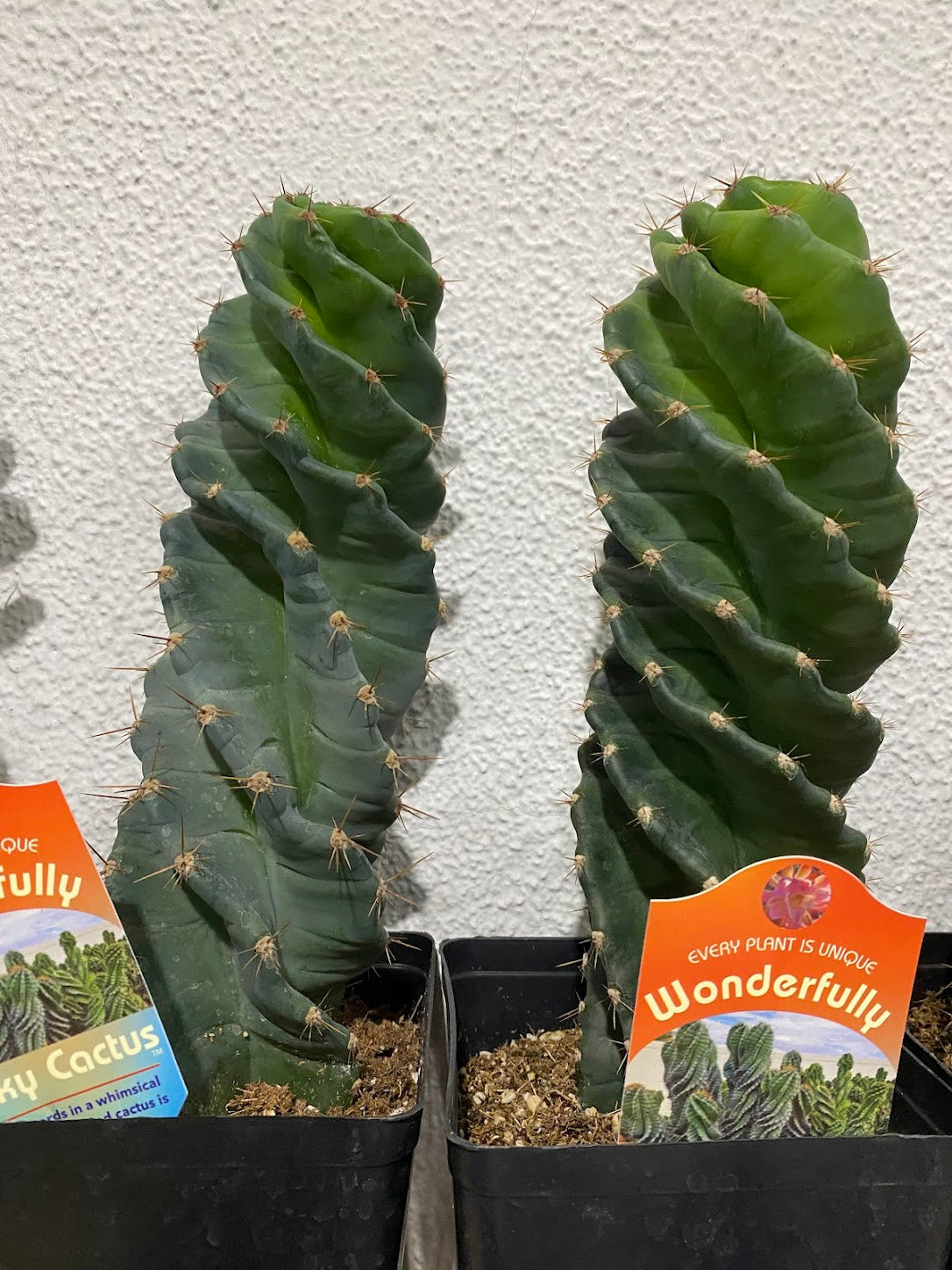 Cereus forbesii 'Spiralis'