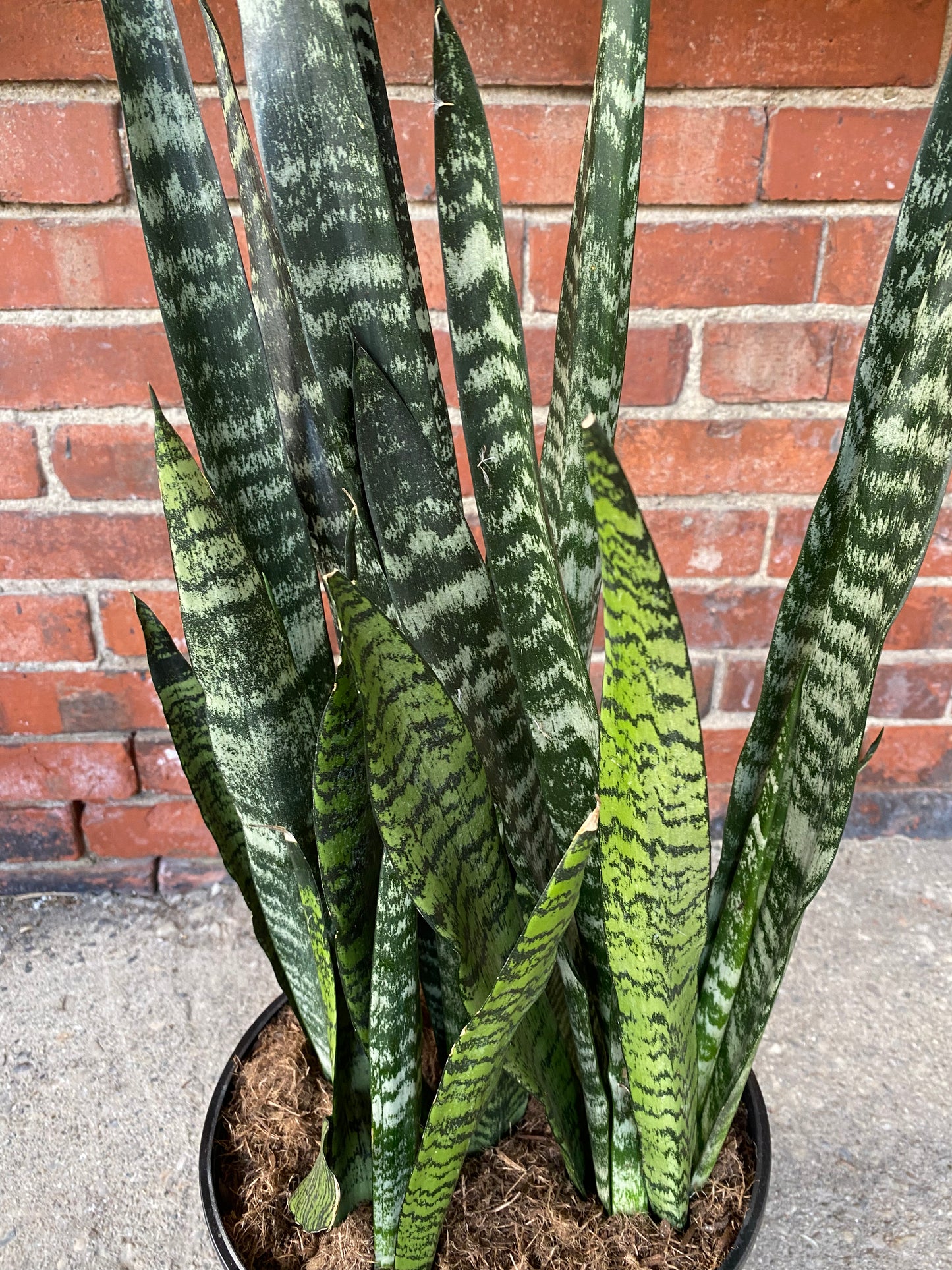 Sansevieria 'Wintergreen'