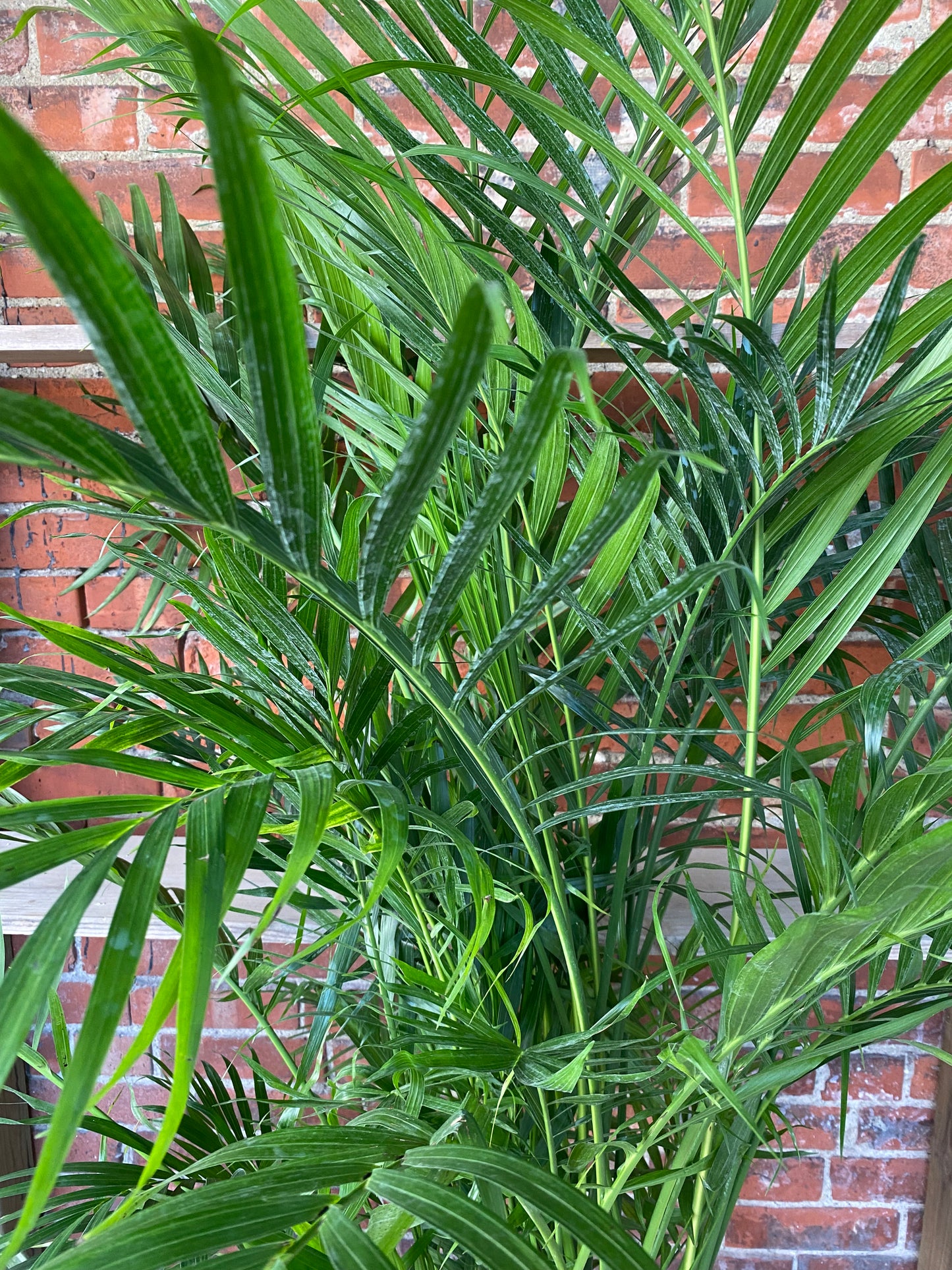 Chamaedorea cataractarum 'Cat Palm'