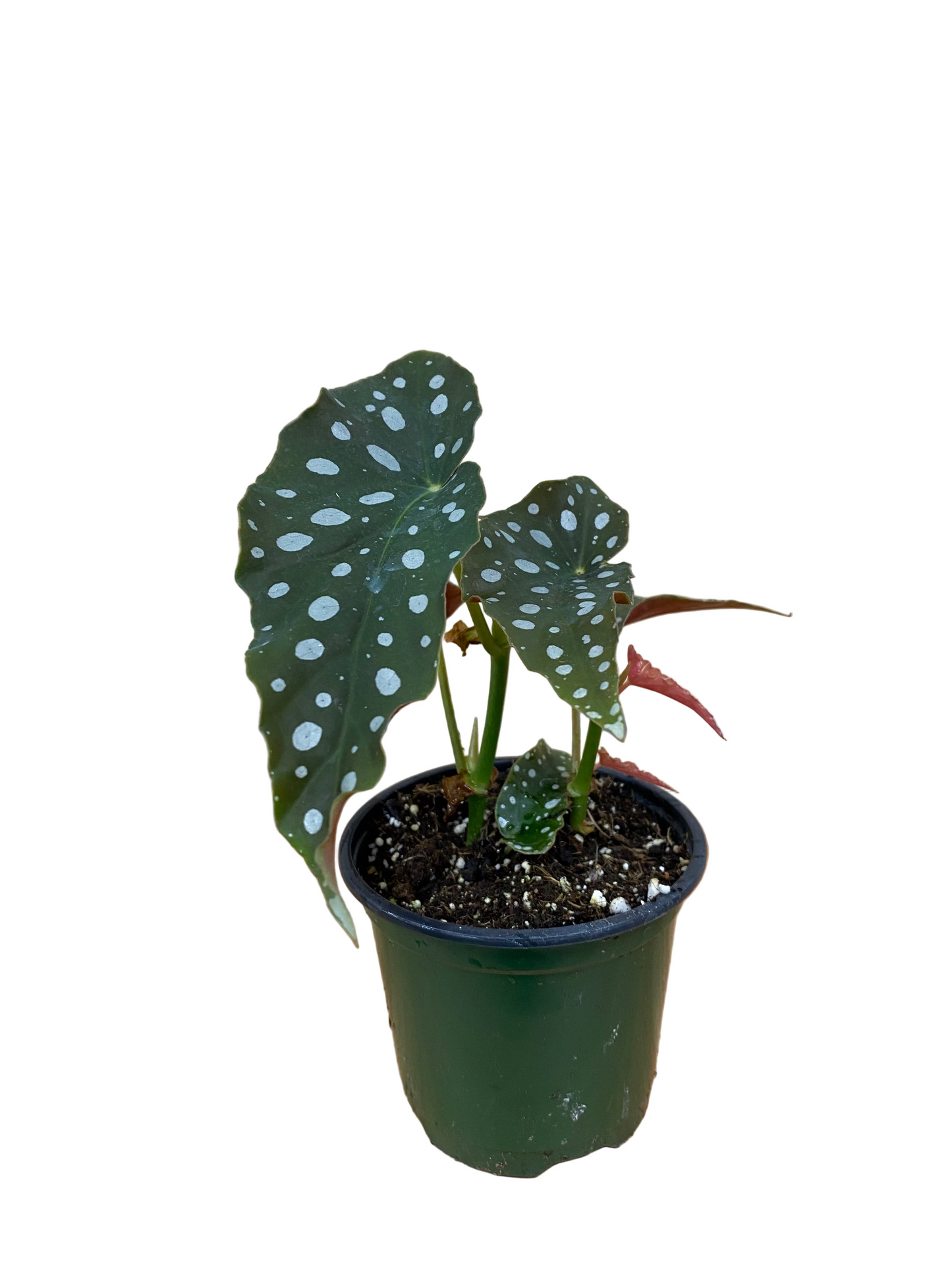 Begonia maculata 'Polka dot Begonia'