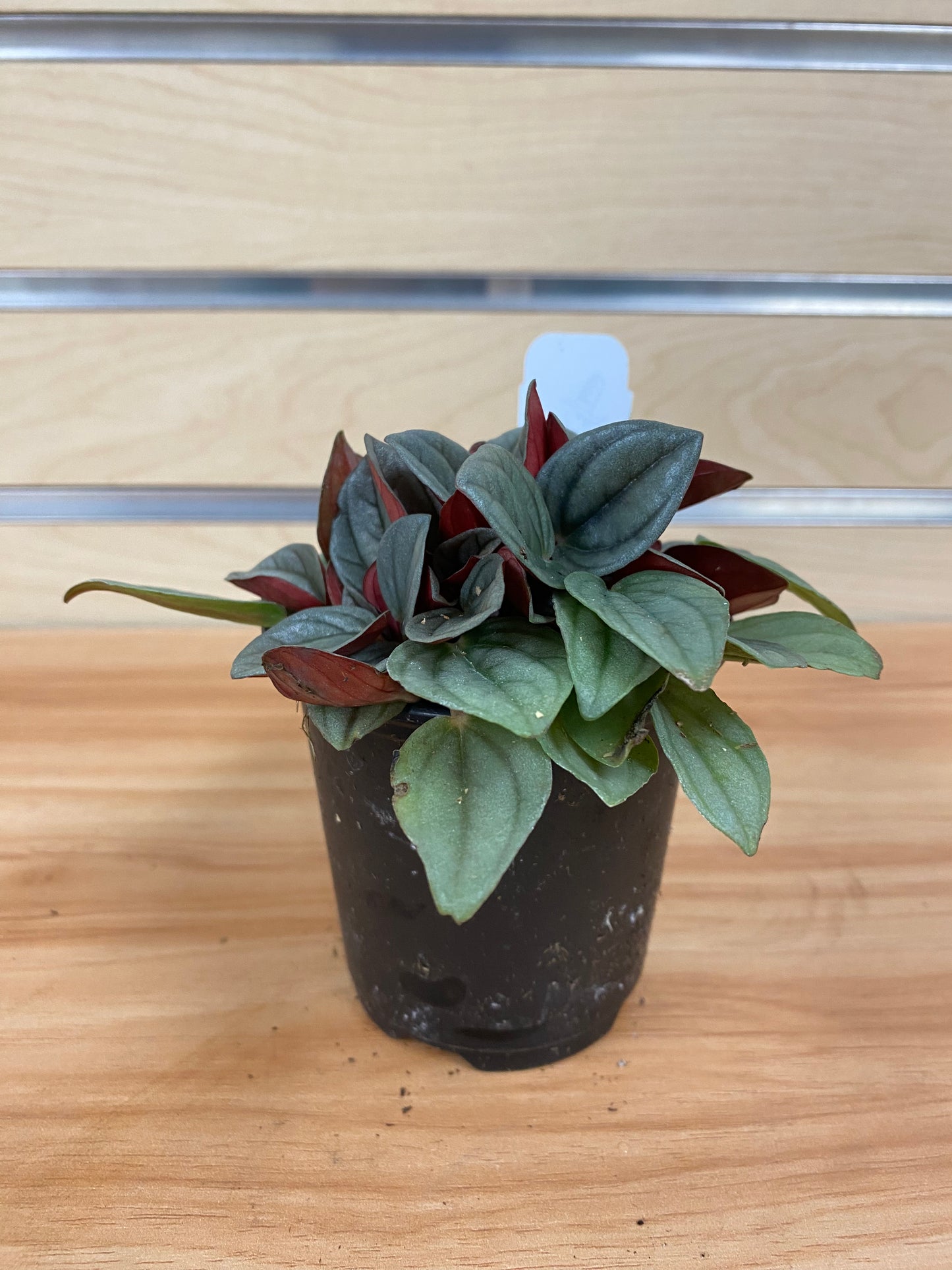 Peperomia 'Santorini' - 3" Pot