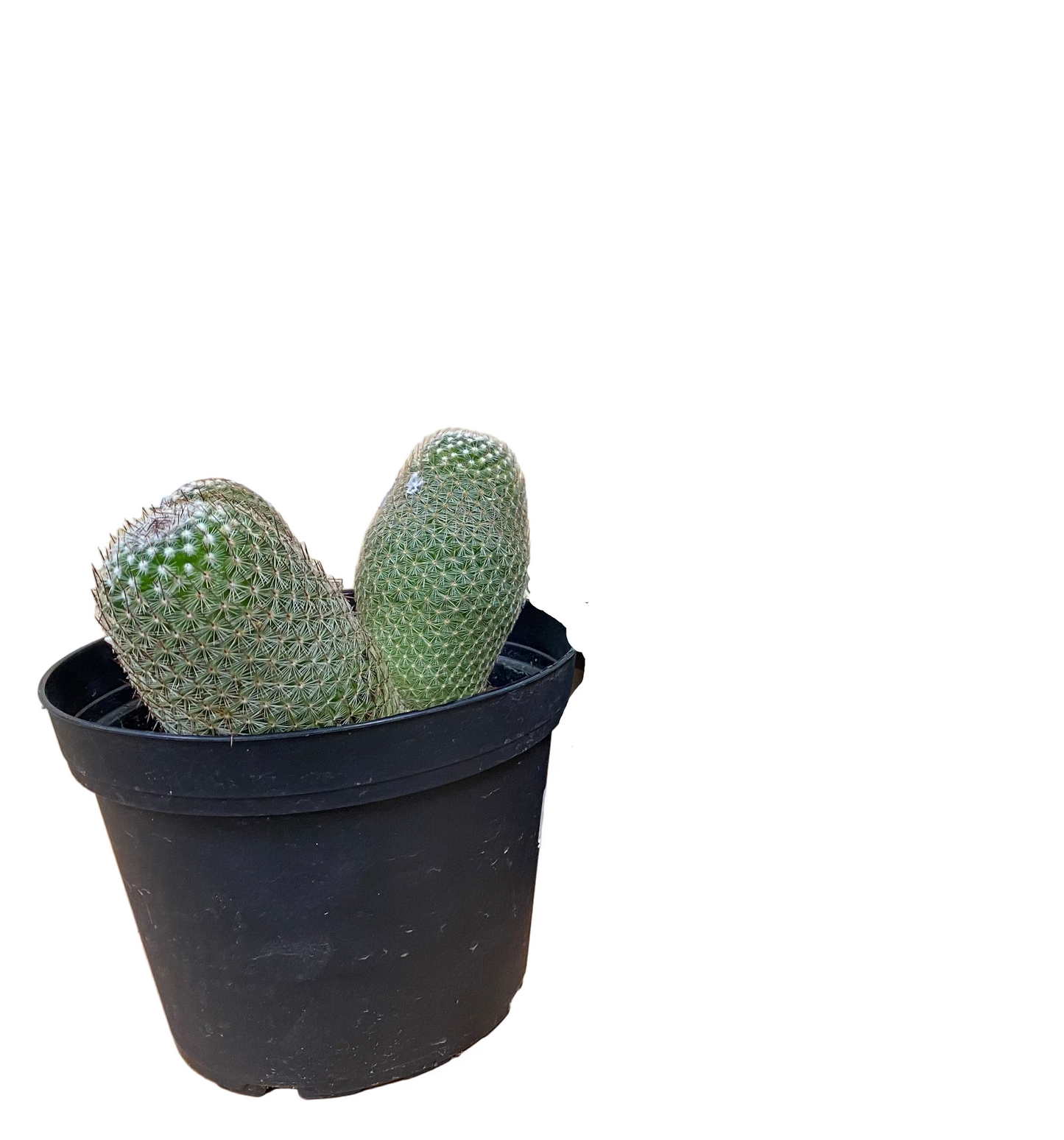 Mammillaria matudae 'Thumb Cactus'