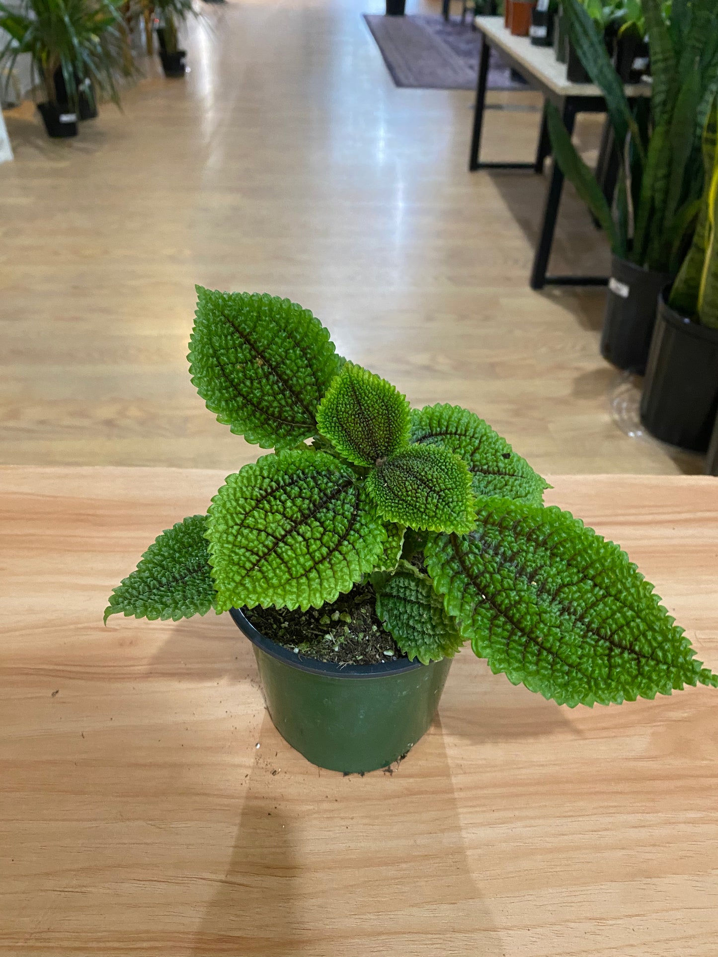 Pilea 'Moon Valley'