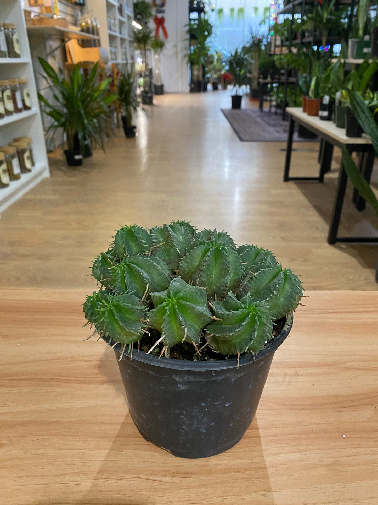 Euphorbia meloformis 'Melon Spurge'