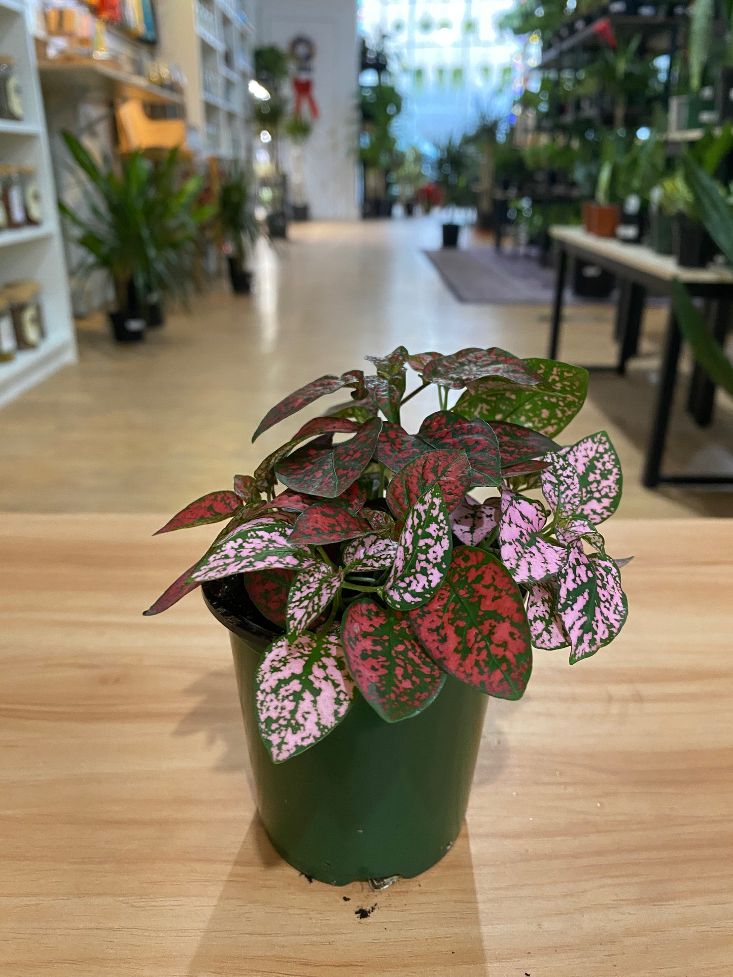 Hypoestes Phyllostachya 'Polka Dot Plant'
