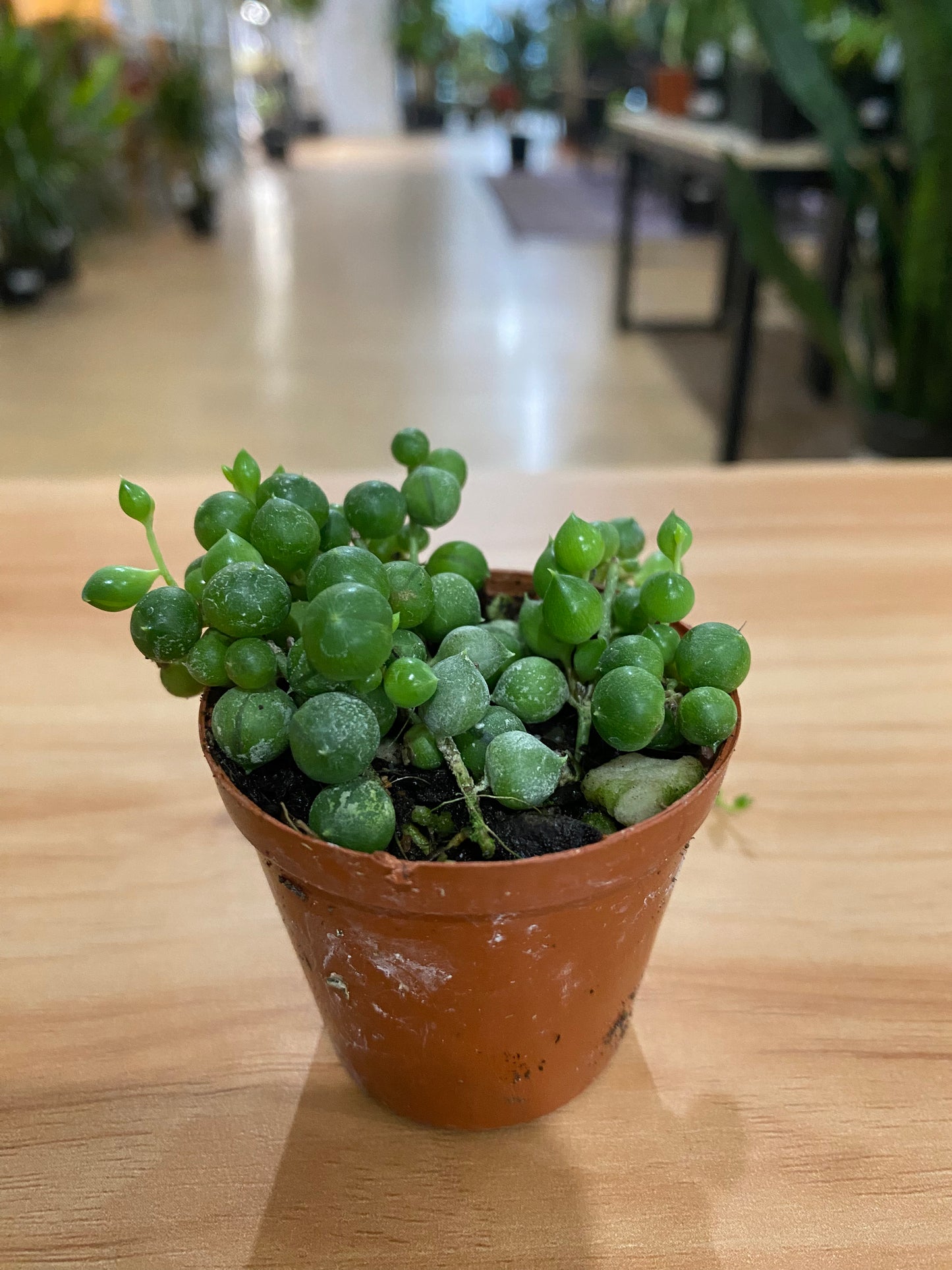 Senecio rowleyanus 'String of Pearls'