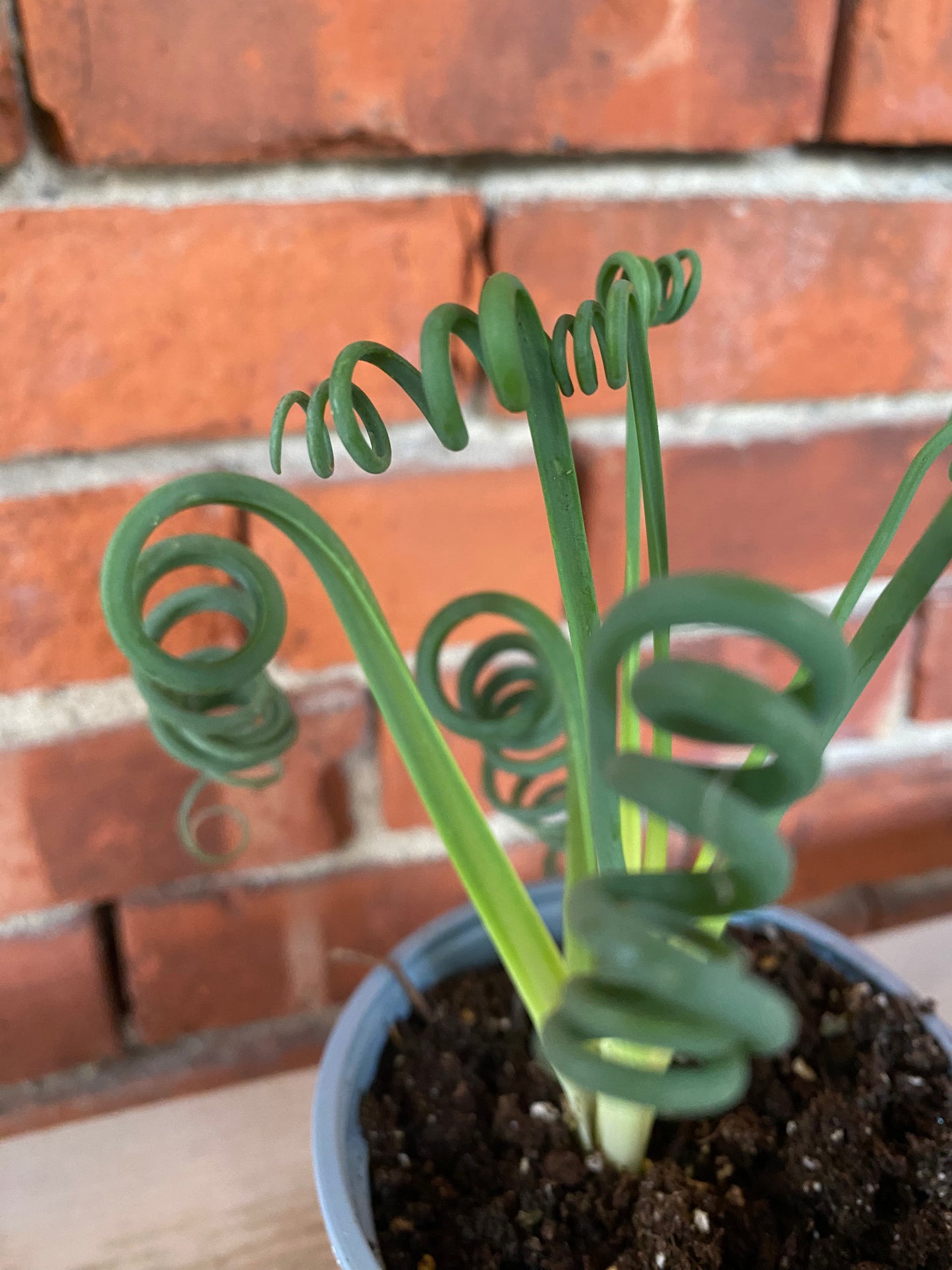 Albuca spiralis 'Frizzle Sizzle' - 4" Pot
