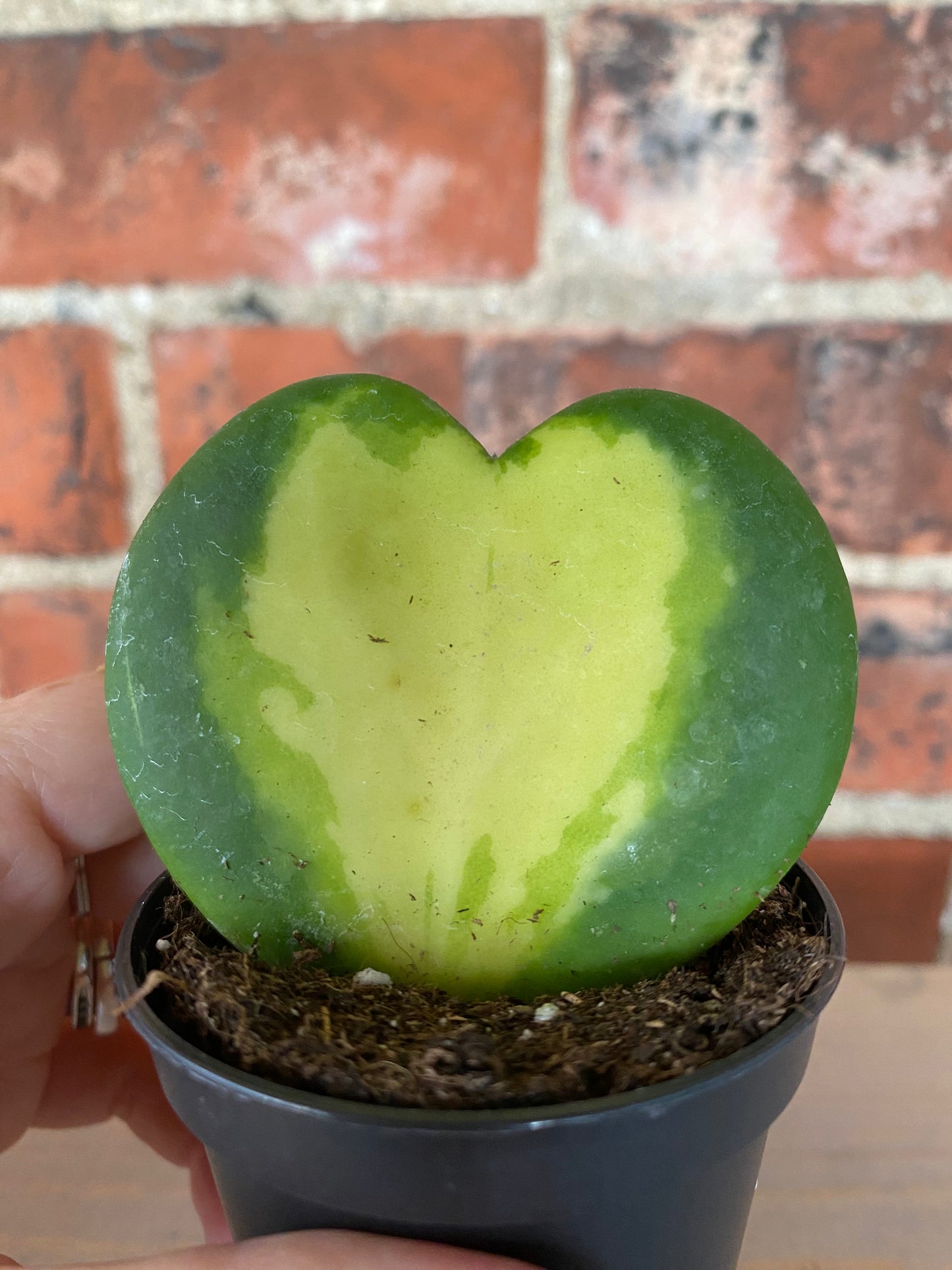 Hoya kerrii ‘Sweetheart Flame’ - 2.5" Pot