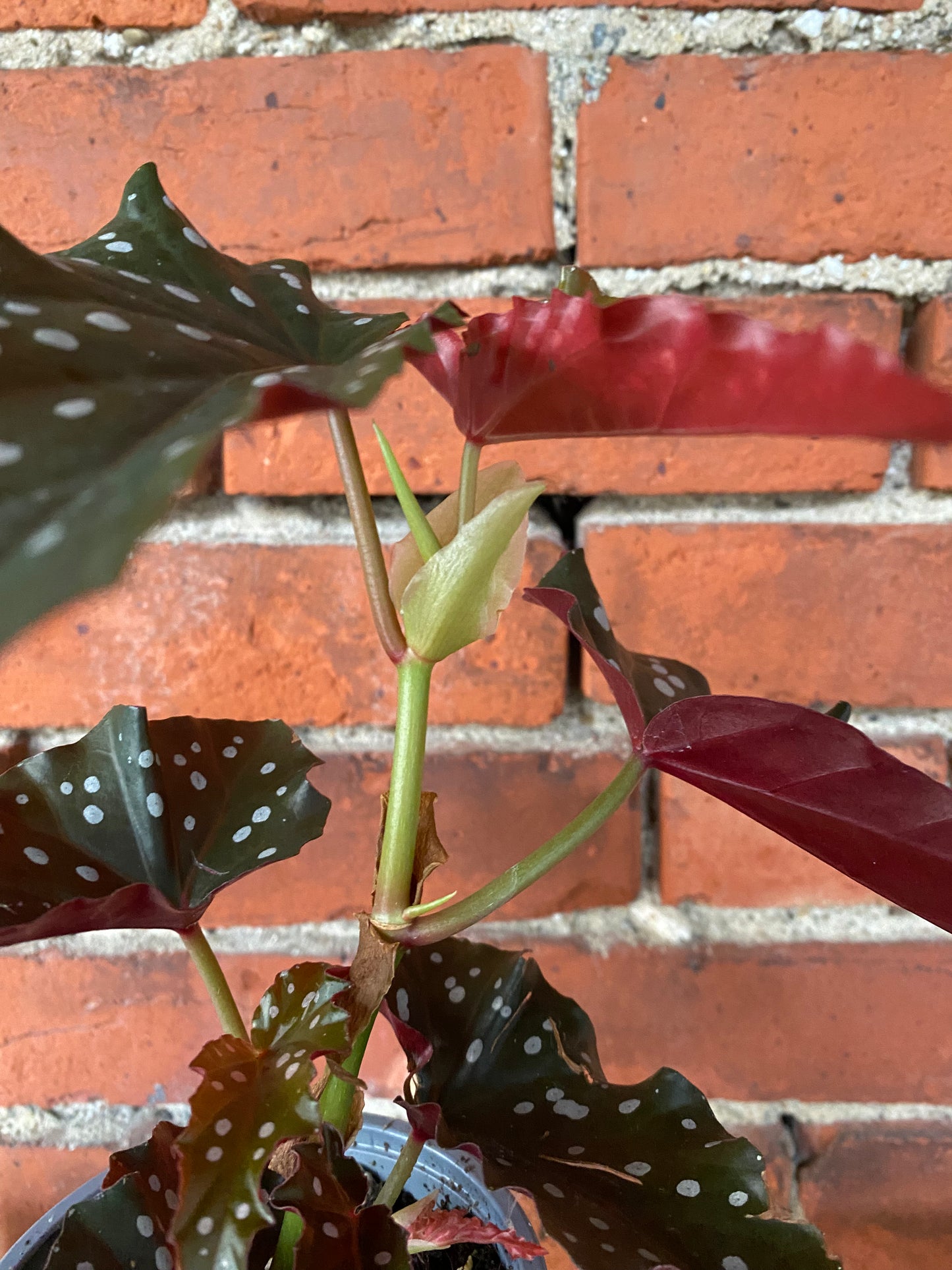 Begonia maculata 'Cracklin Rosie'