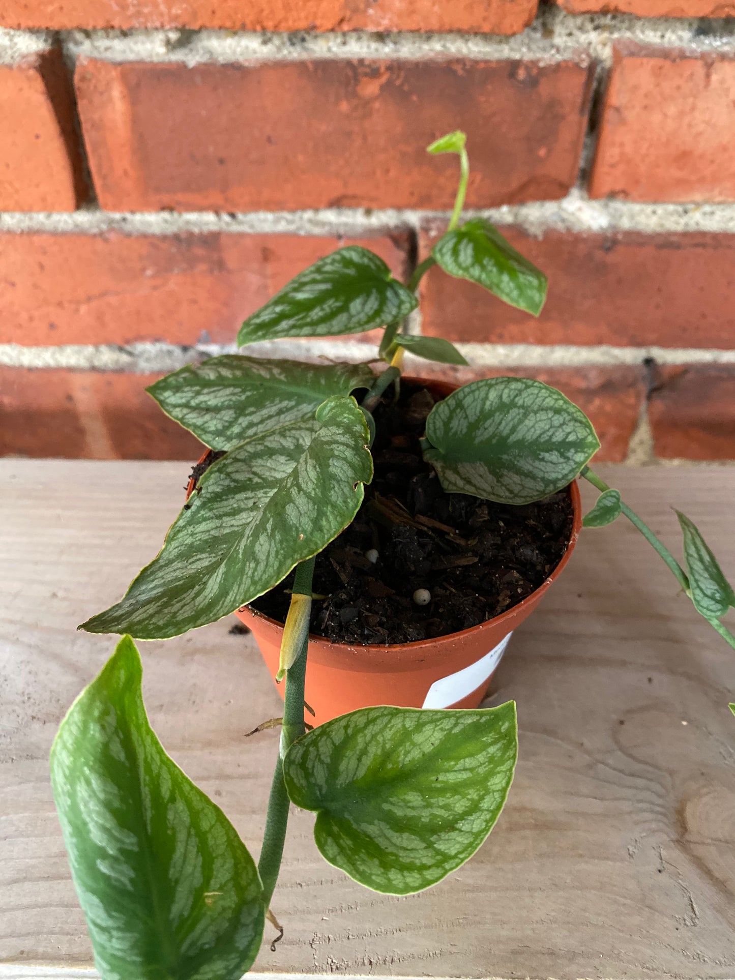 Monstera 'Dubia' - 4" Pot