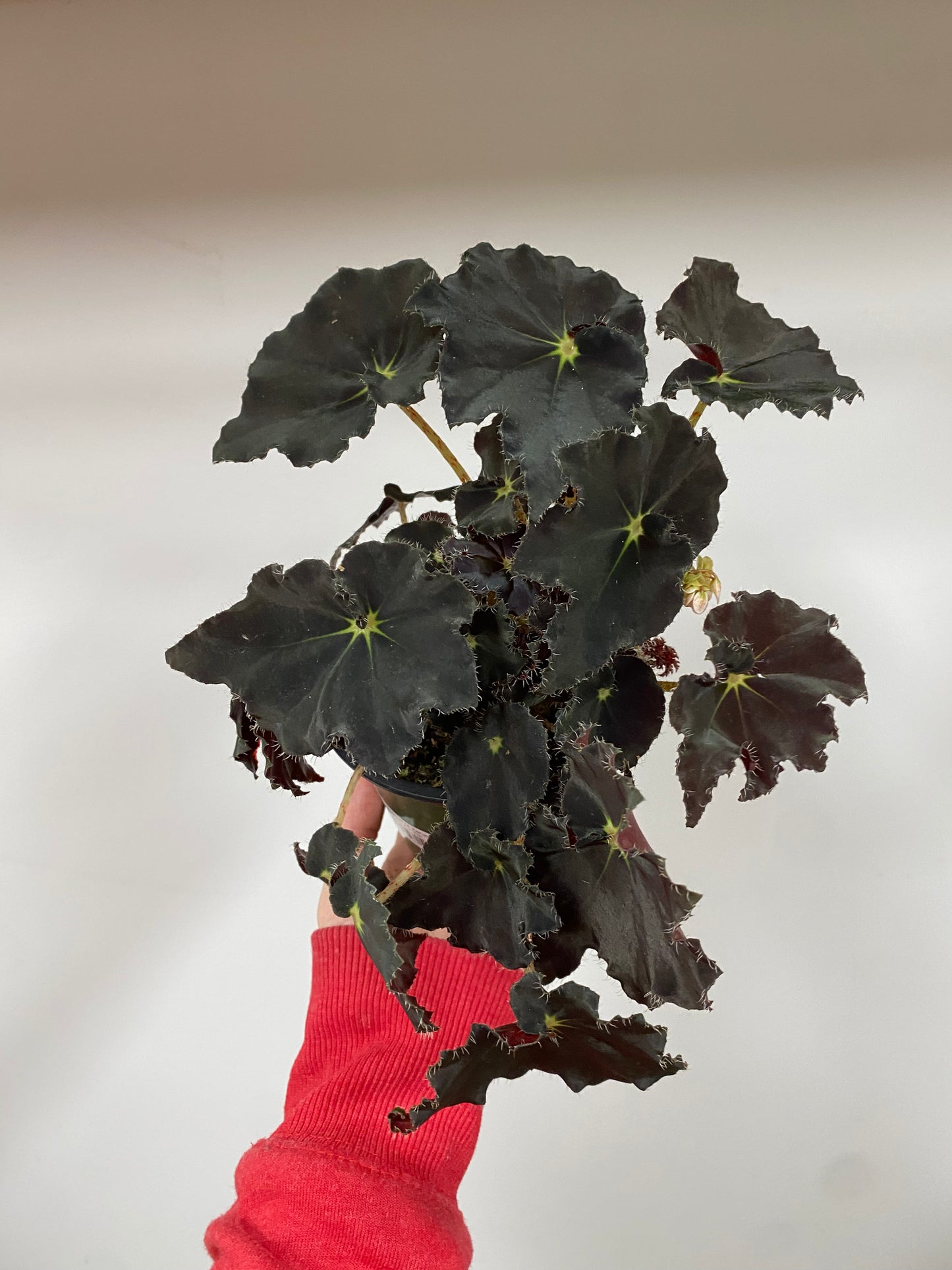 Begonia 'Spirit of Zanzibar' - 4.5" Pot