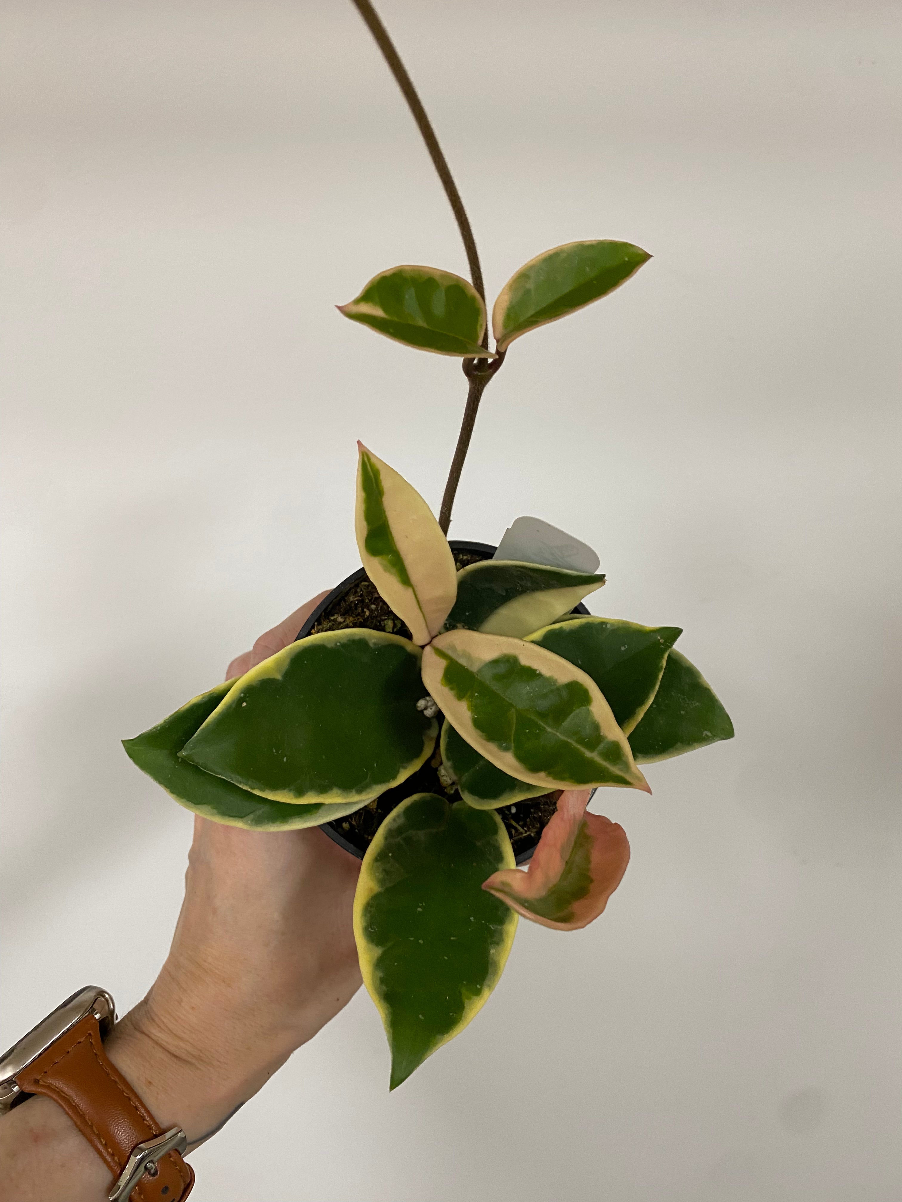 Hoya Carnosa 'Krimson Queen' – Snakeroot Botanicals