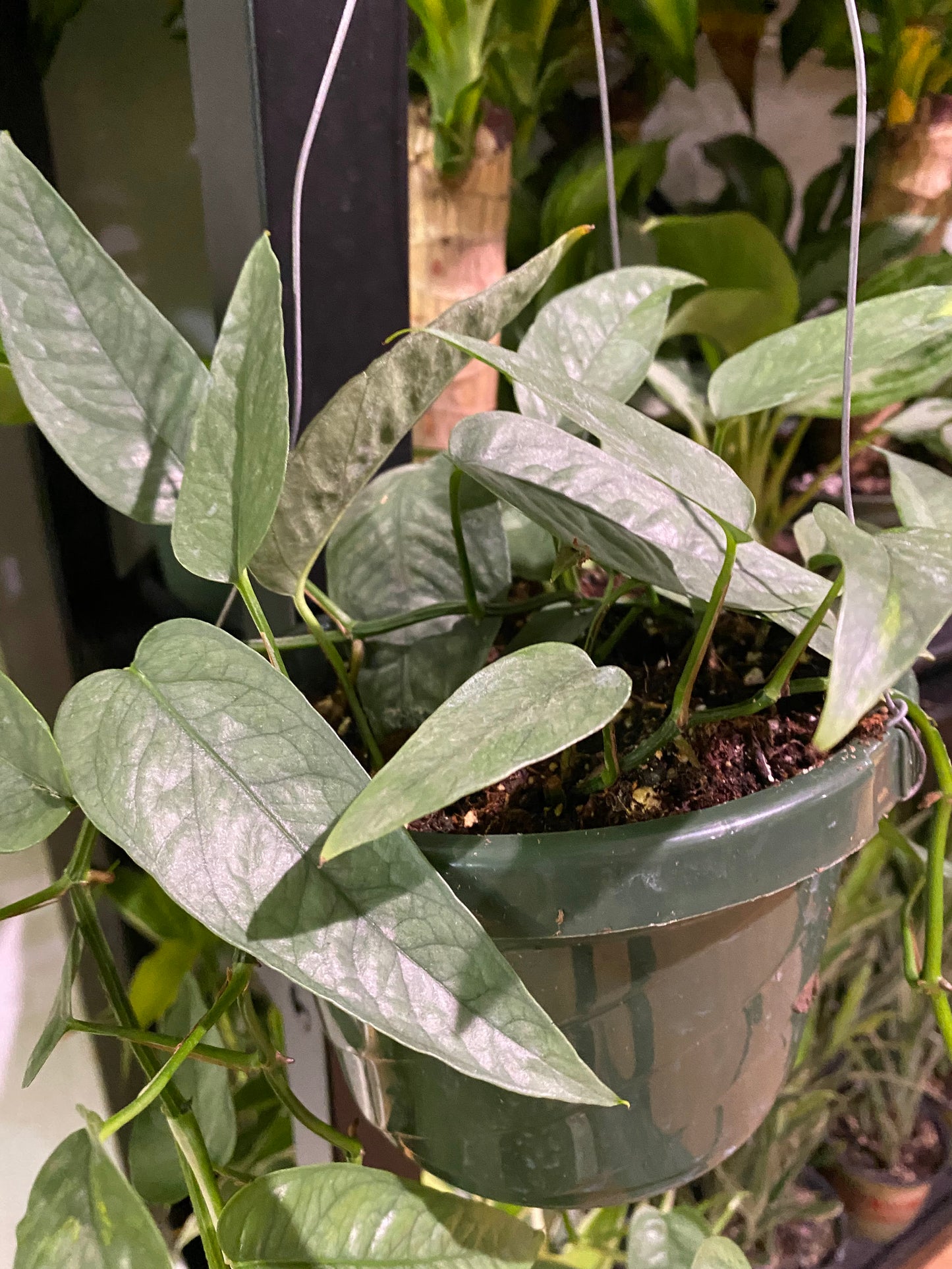 Epipremnum pinnatum 'Cebu Blue Pothos'