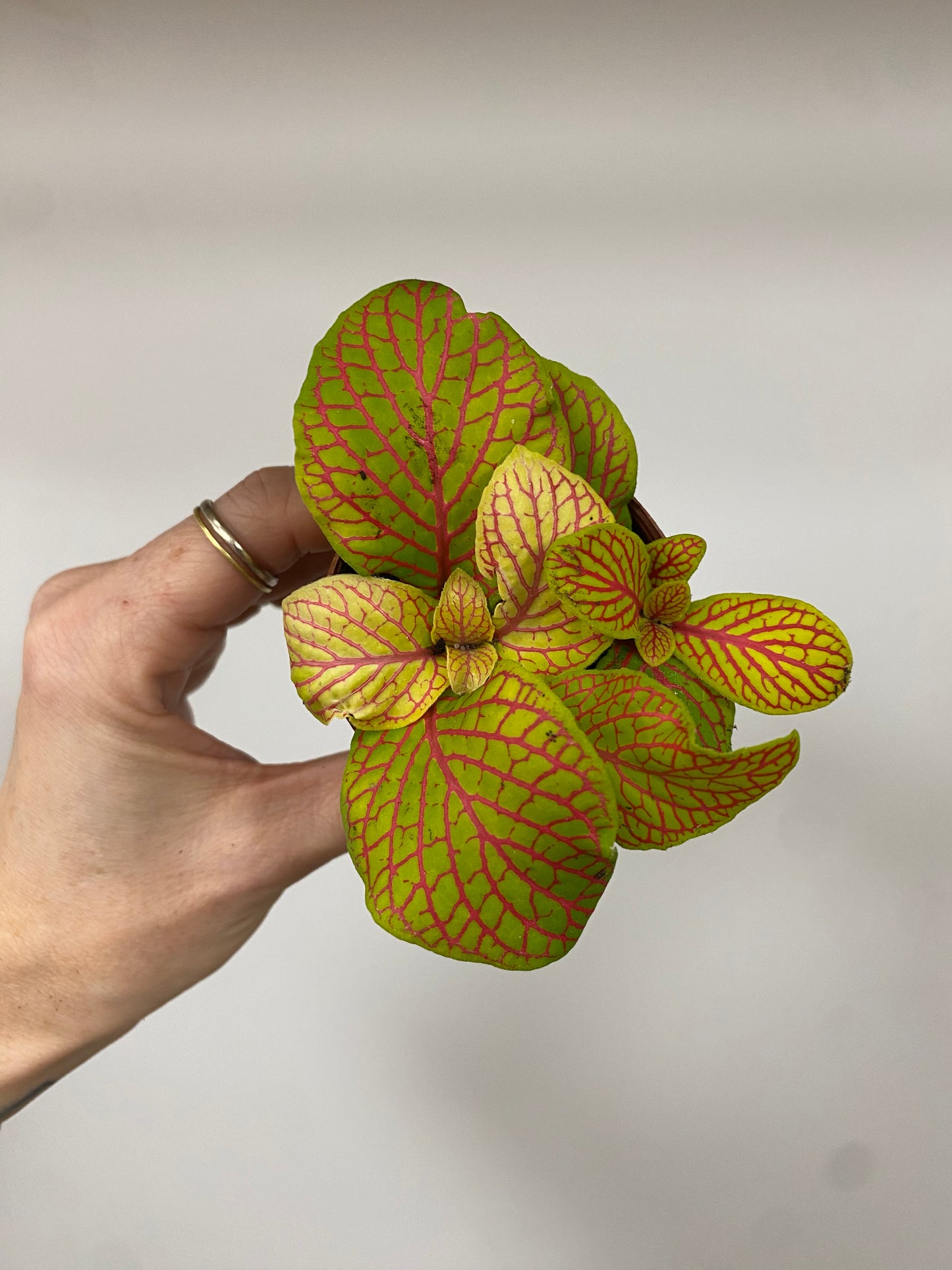 Fittonia Albivenis ‘Skeleton Nerve Plant’