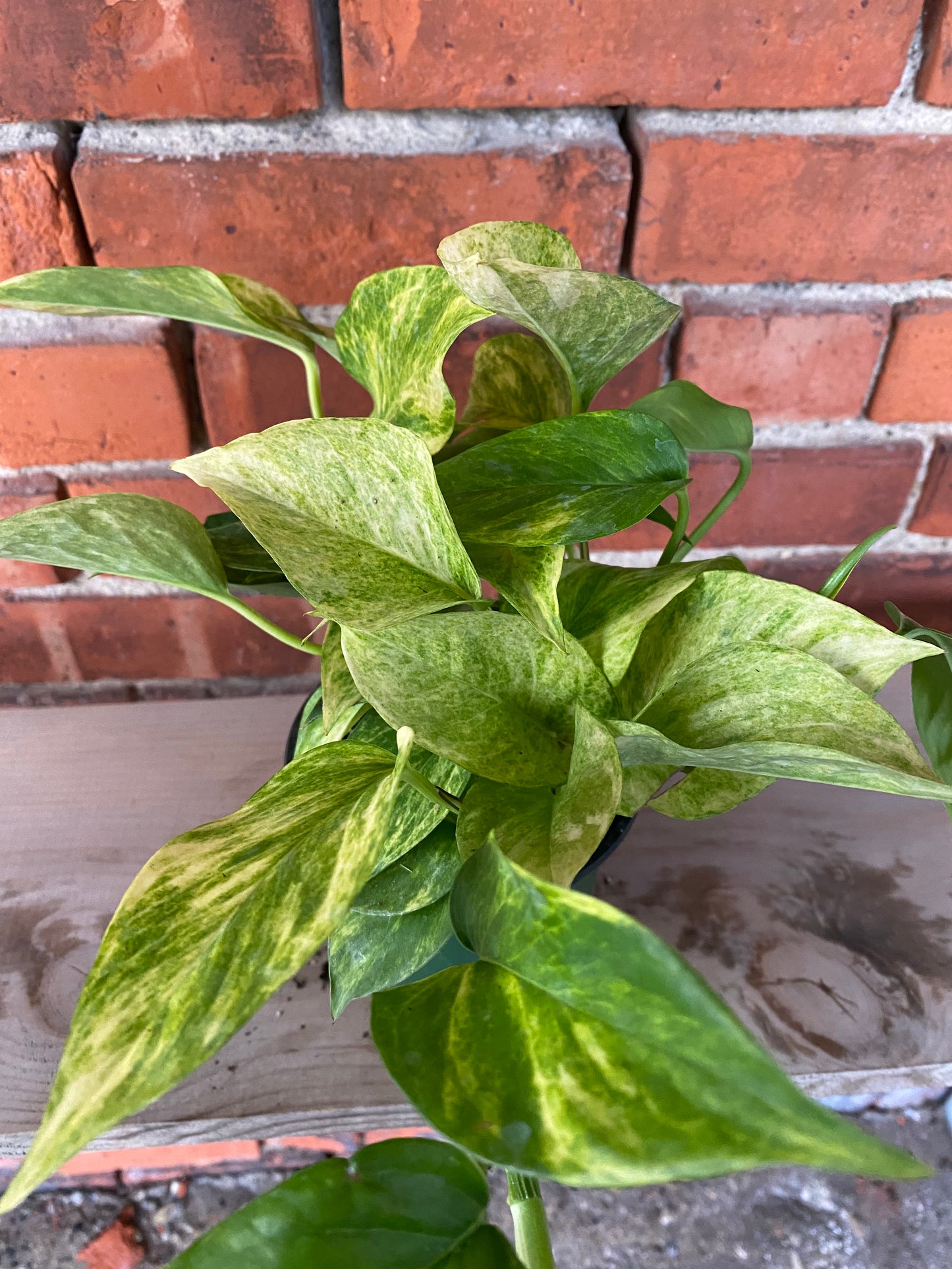 Epipremnum pinnatum 'Pothos Neon Queen' - 4.5" Pot
