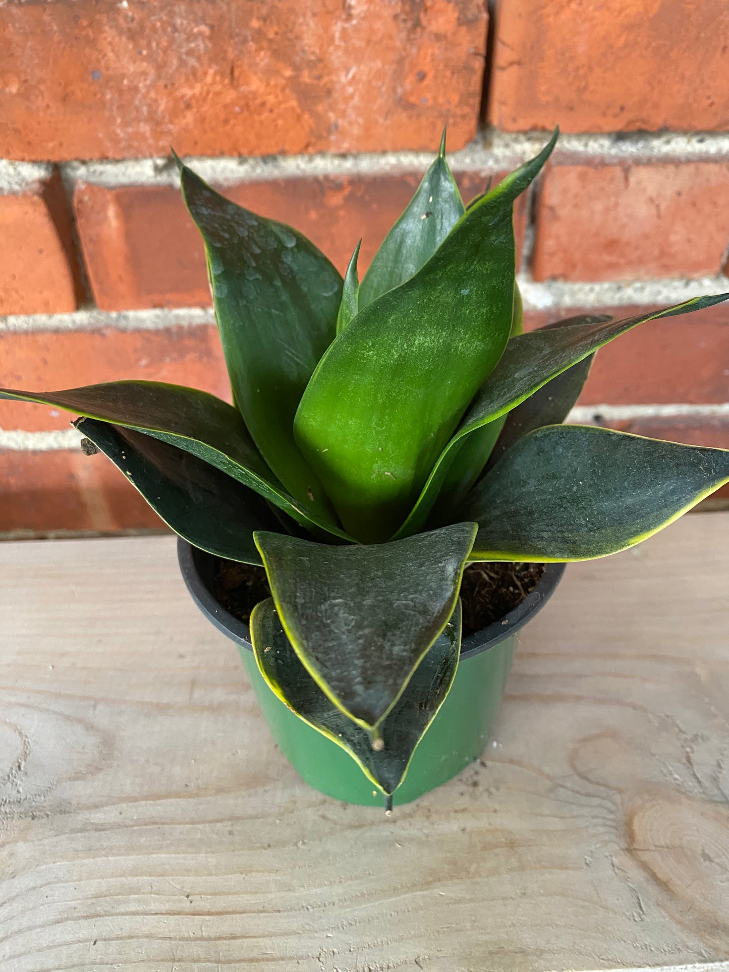 Sansevieria Starpower 'Emerald' - 4.5" Pot