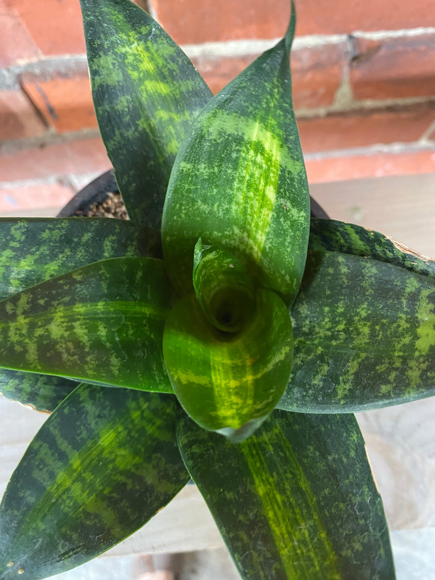 Sansevieria Starpower 'Tiger' - 4.5" Pot
