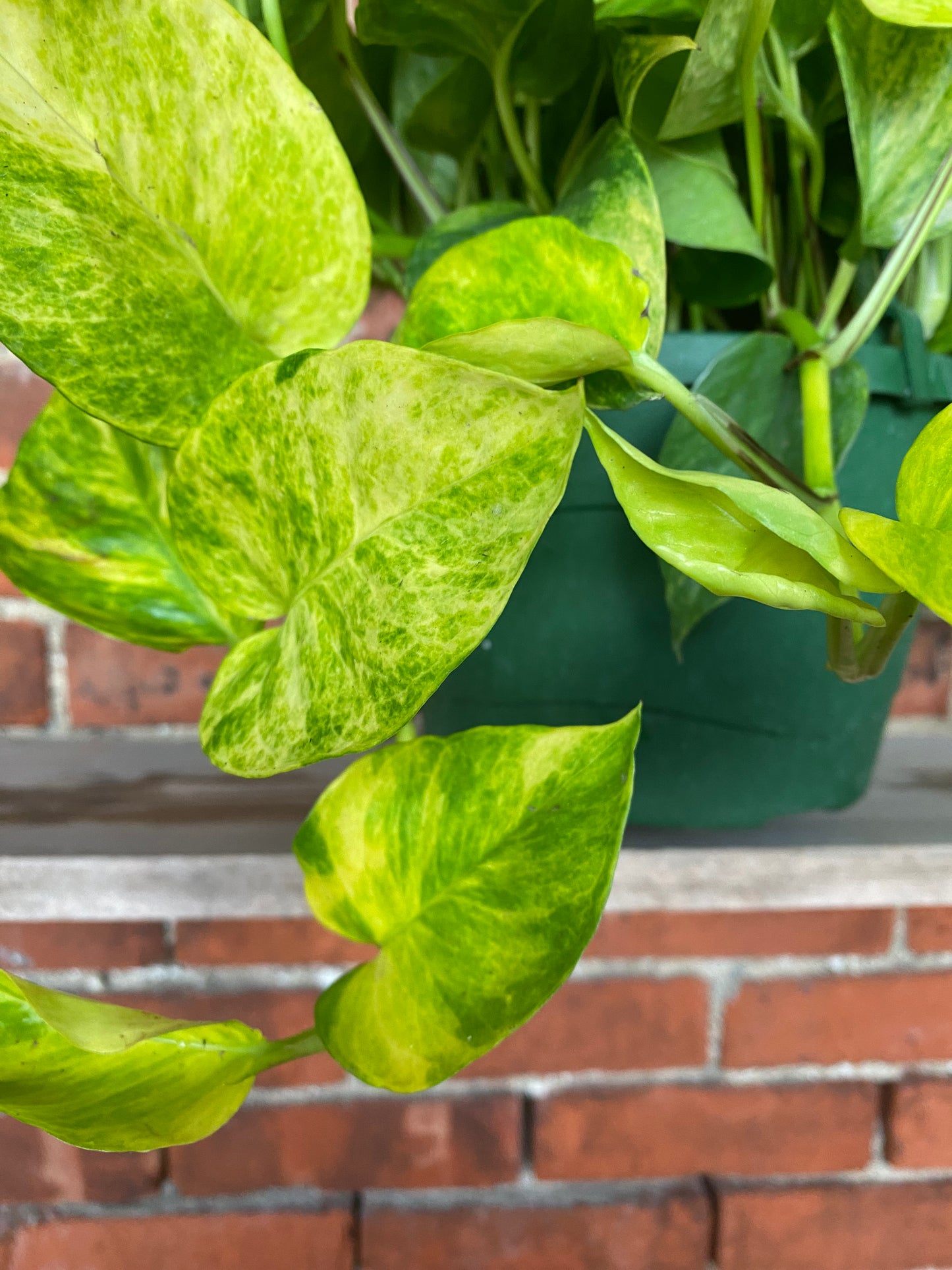 Epipremnum pinnatum 'Pothos Neon Queen'