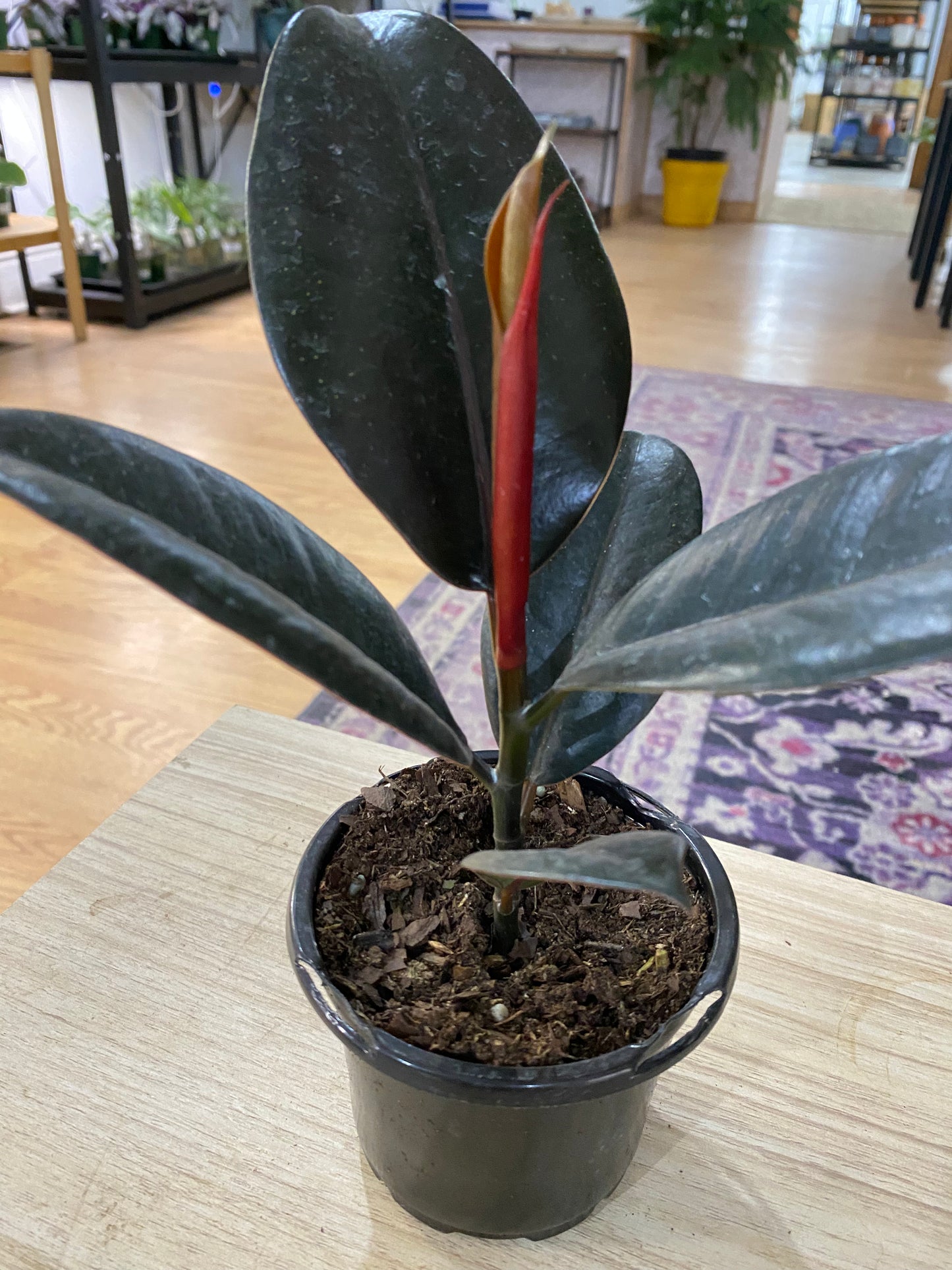 Ficus elastica 'Burgundy Rubber Plant'