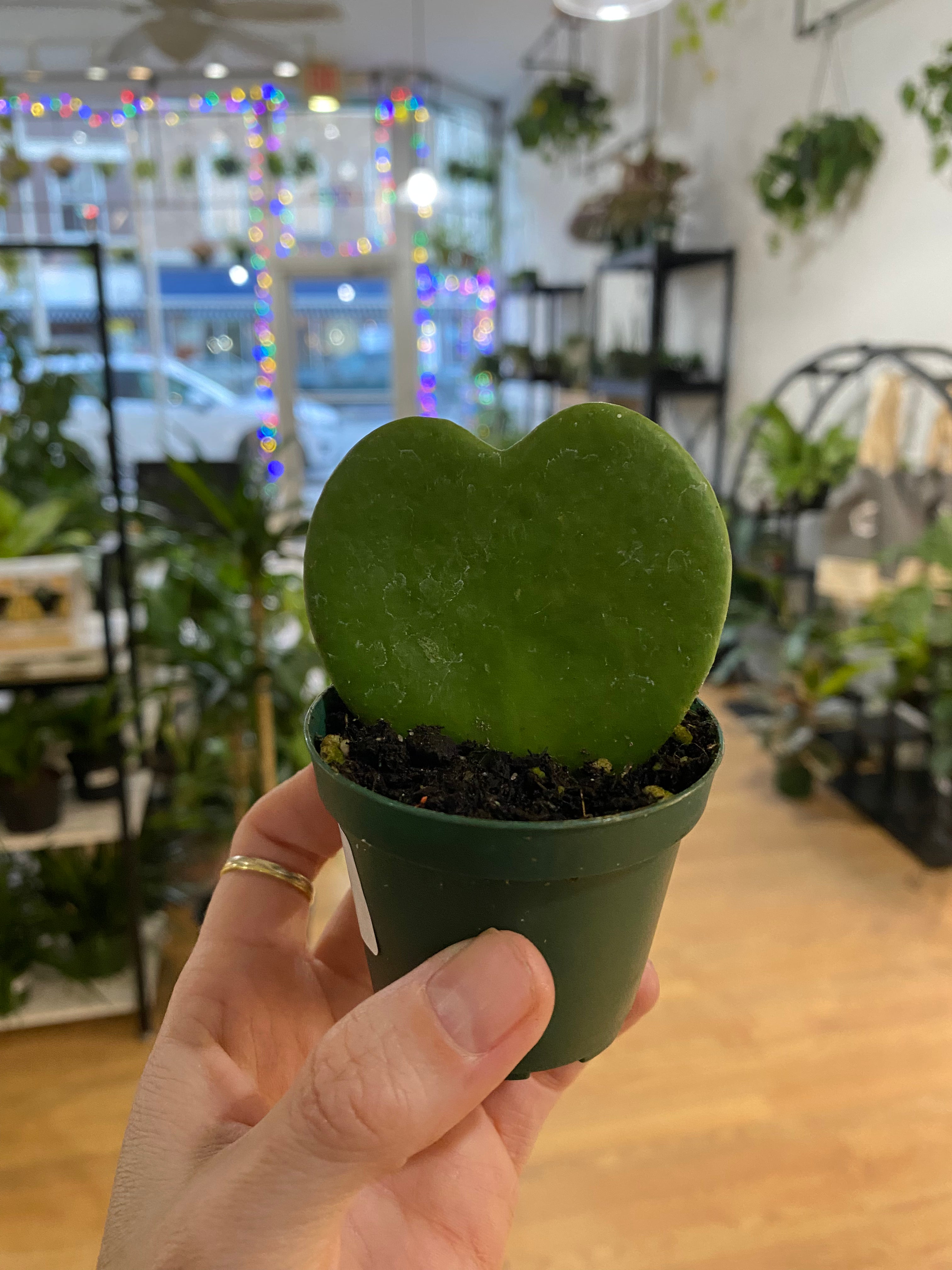 is hoya kerrii a succulent Hoya kerrii 'Sweetheart Hoya'