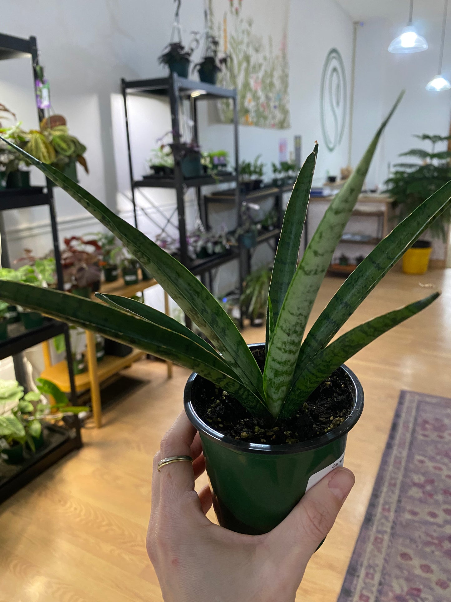 Sansevieria trifasciata 'Pineapple' - 3.5" Pot
