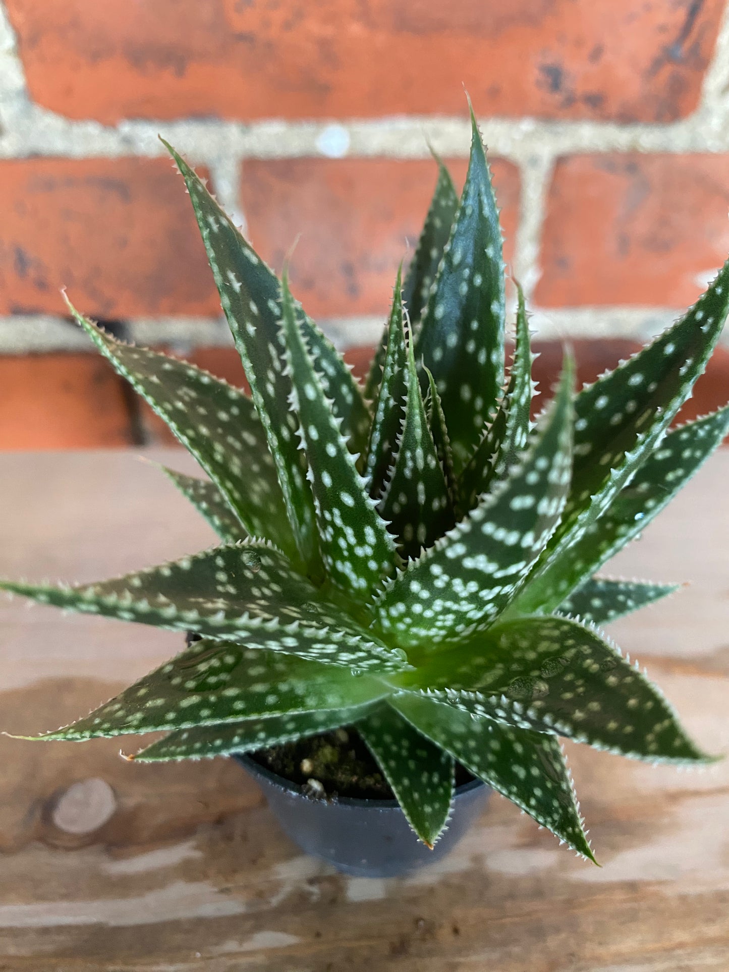 Gasteria ‘Durban' - 2.5" Pot